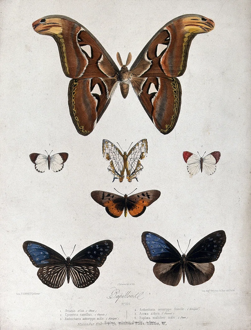 Atlas Moth Image Wallpaper