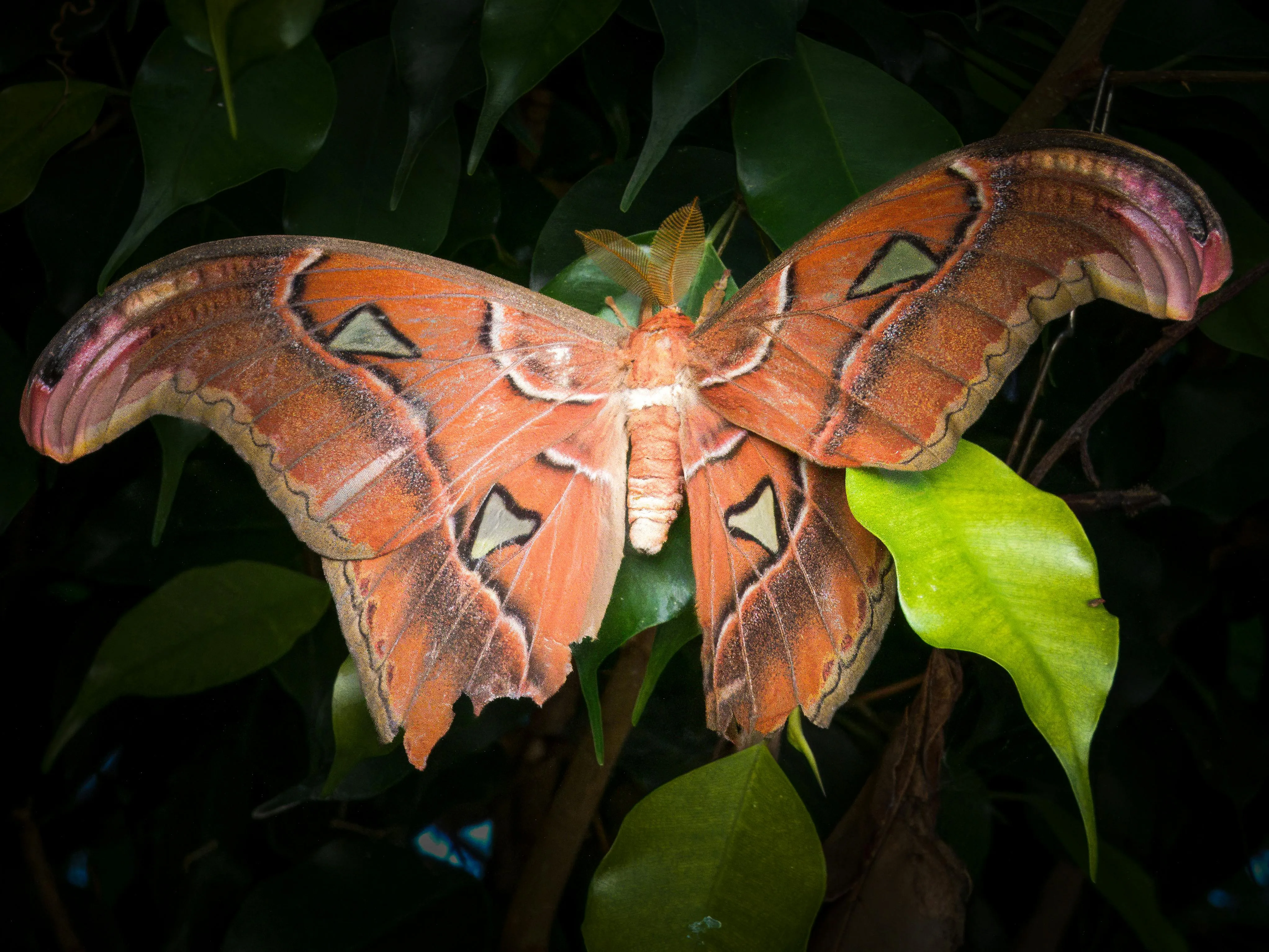 Large Butterfly Photo, Download The BEST Free Large Butterfly & HD Image