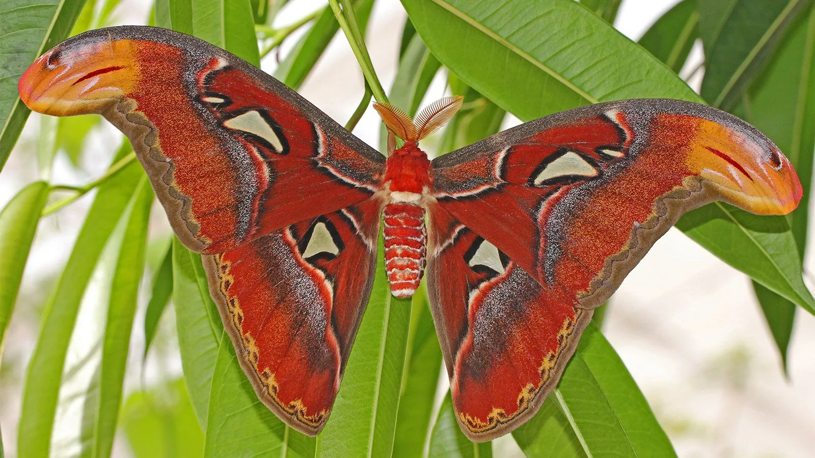 The Atlas Moth Is A Behe Moth, Plus 5 Other Facts