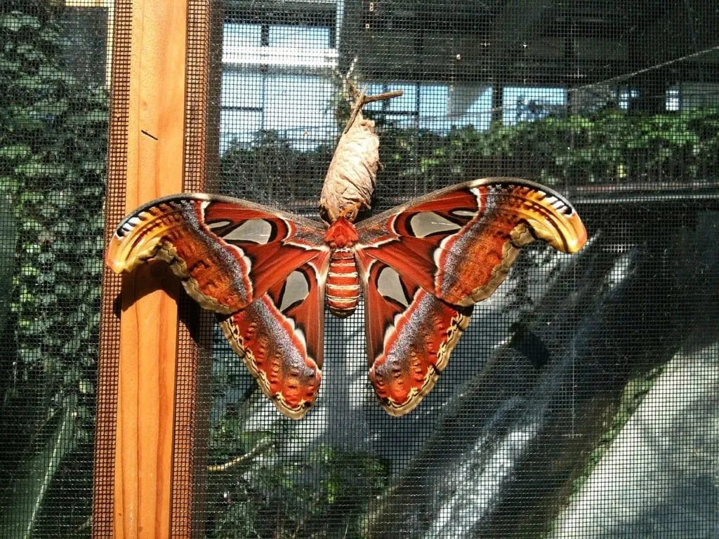 Atlas moth Image: PICRYL Domain Media Search Engine Public Domain Search