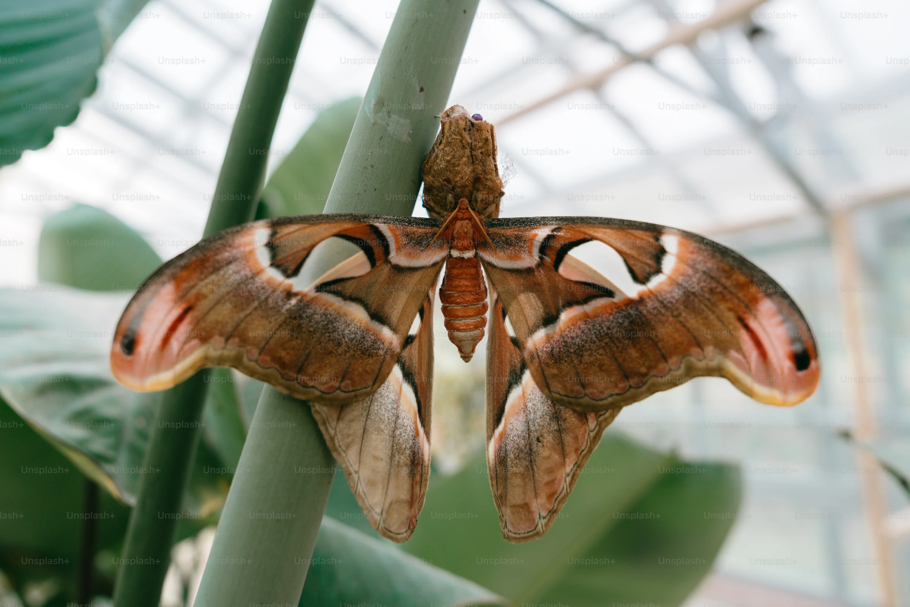 Atlas Moth Picture. Download Free Image