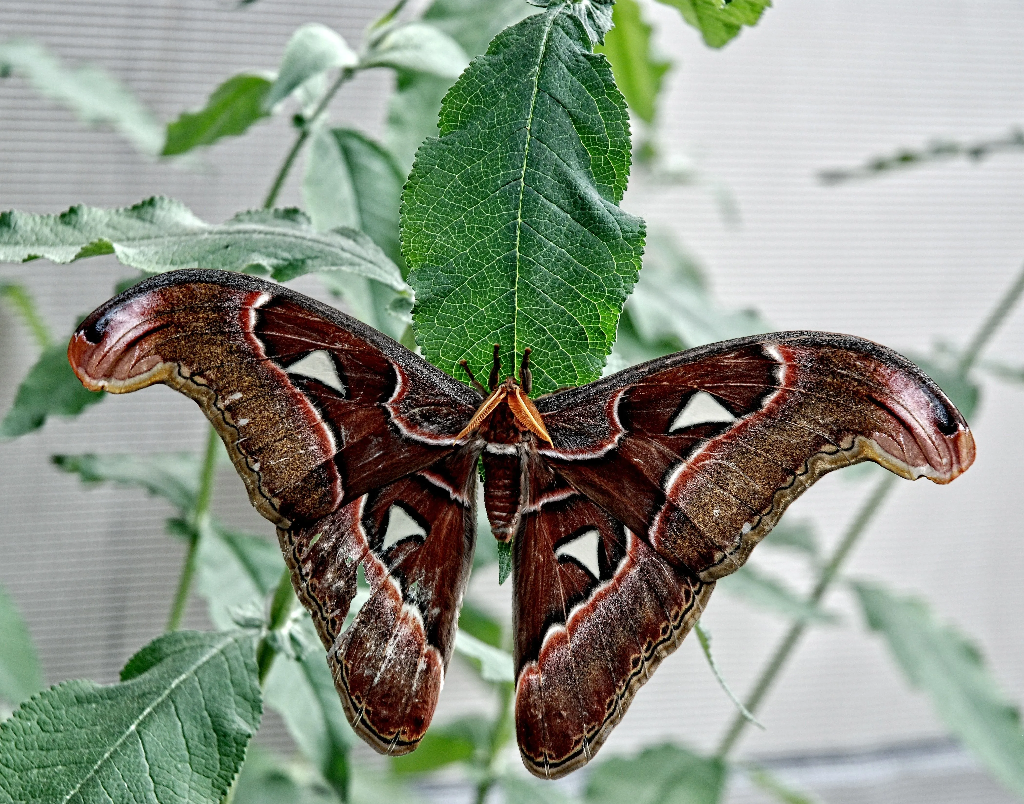 atlas moth free image