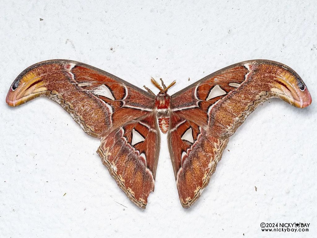 Atlas moth (Attacus atlas)