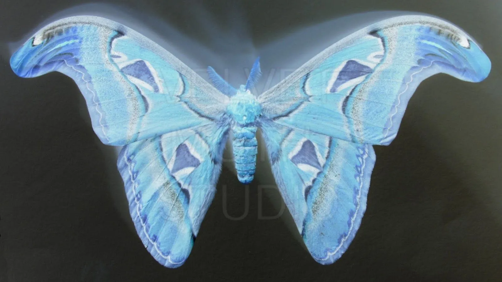 Velvet Moth Studio: NEGATIVE IMAGES