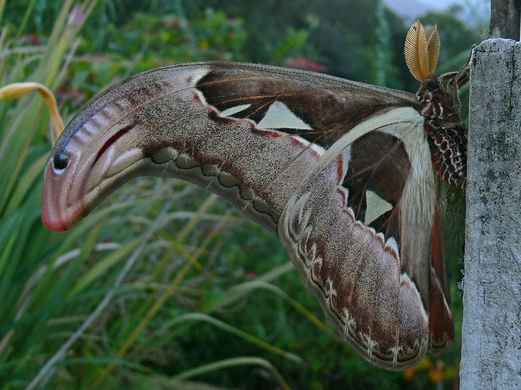Atlas Moth Fraser's Hill. One of the largest moths in the w