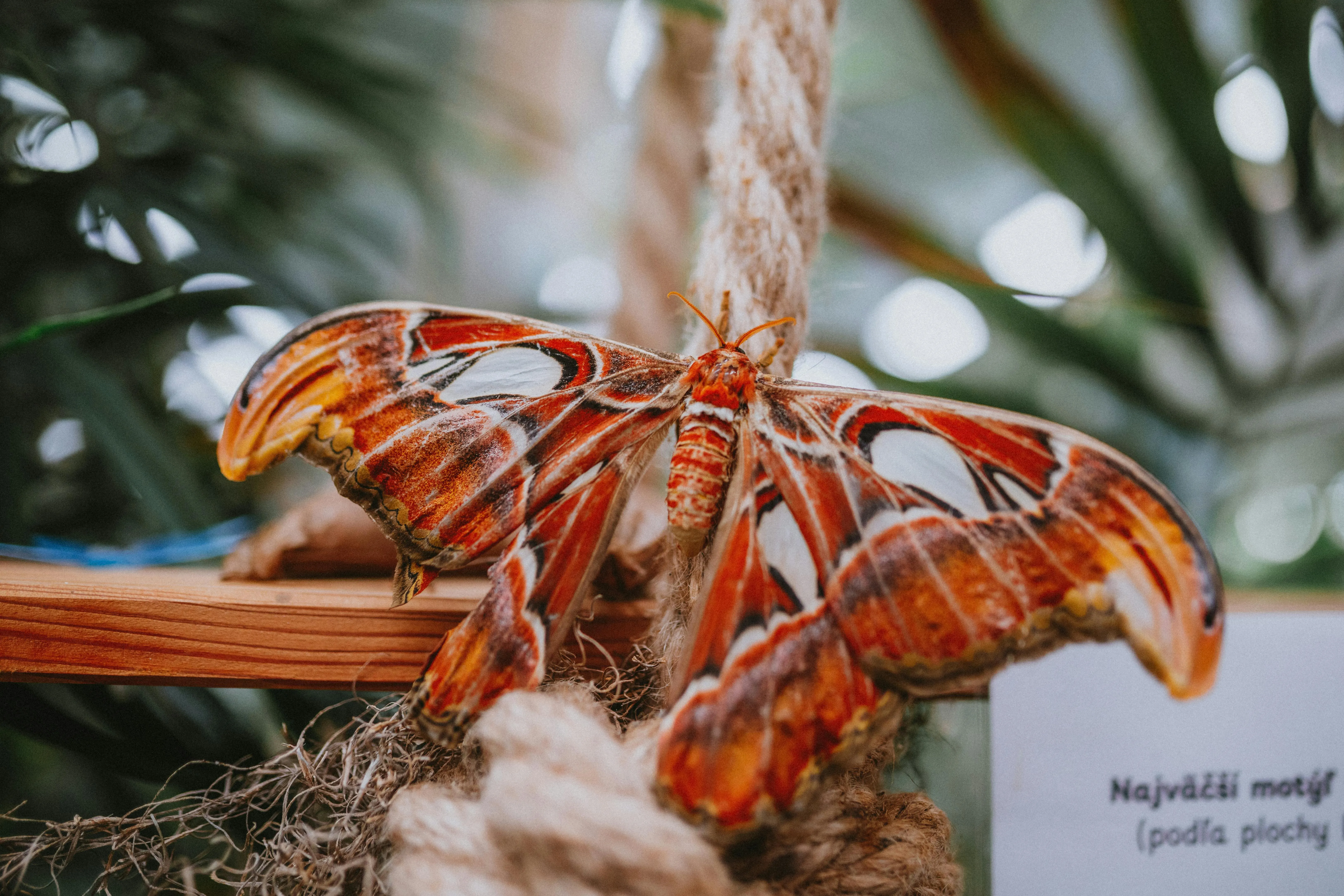 Atlas Moth Photo, Download The BEST Free Atlas Moth & HD Image