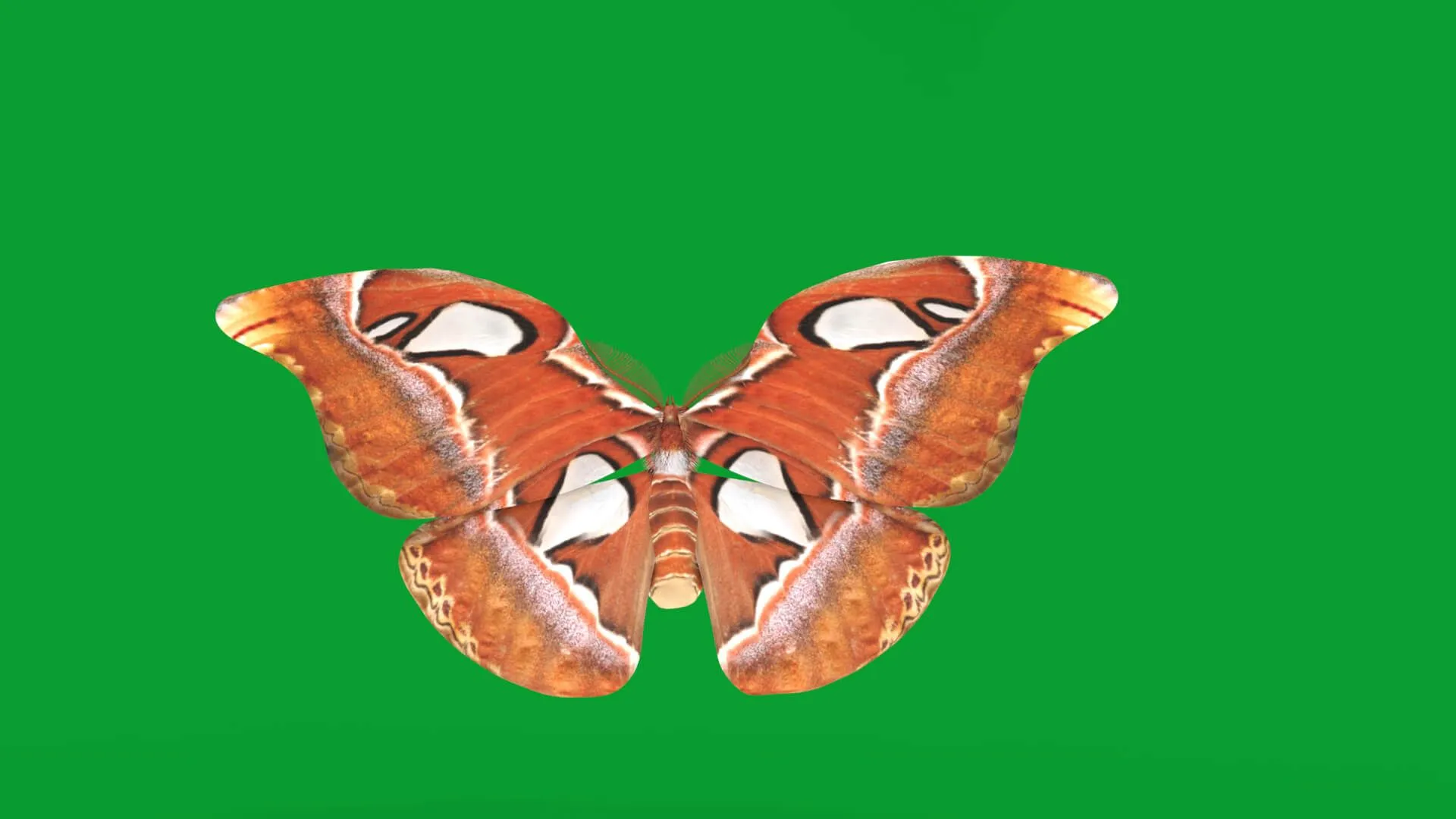 Atlas Moth Butterfly