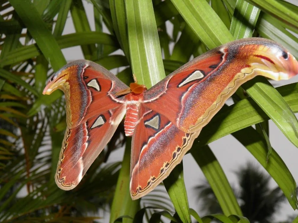 A close up of a moth on a plant. Attacus atlas butterfly lepidoptera. Domain Media Search Engine Public Domain Search