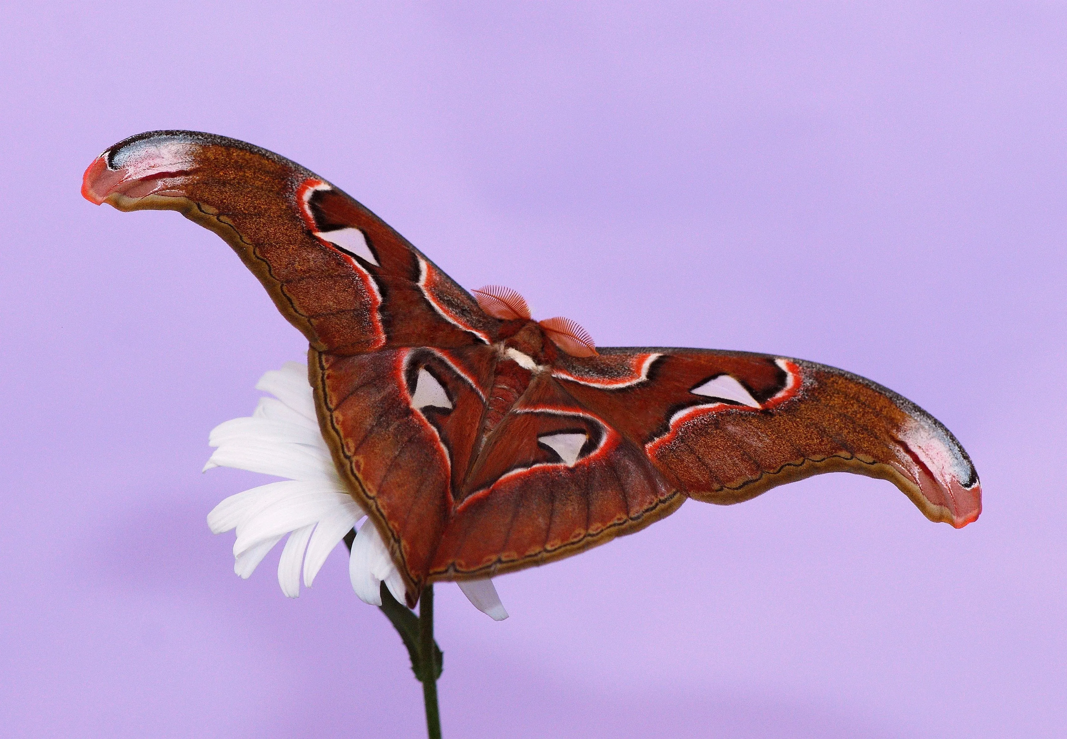 atlas moth free image