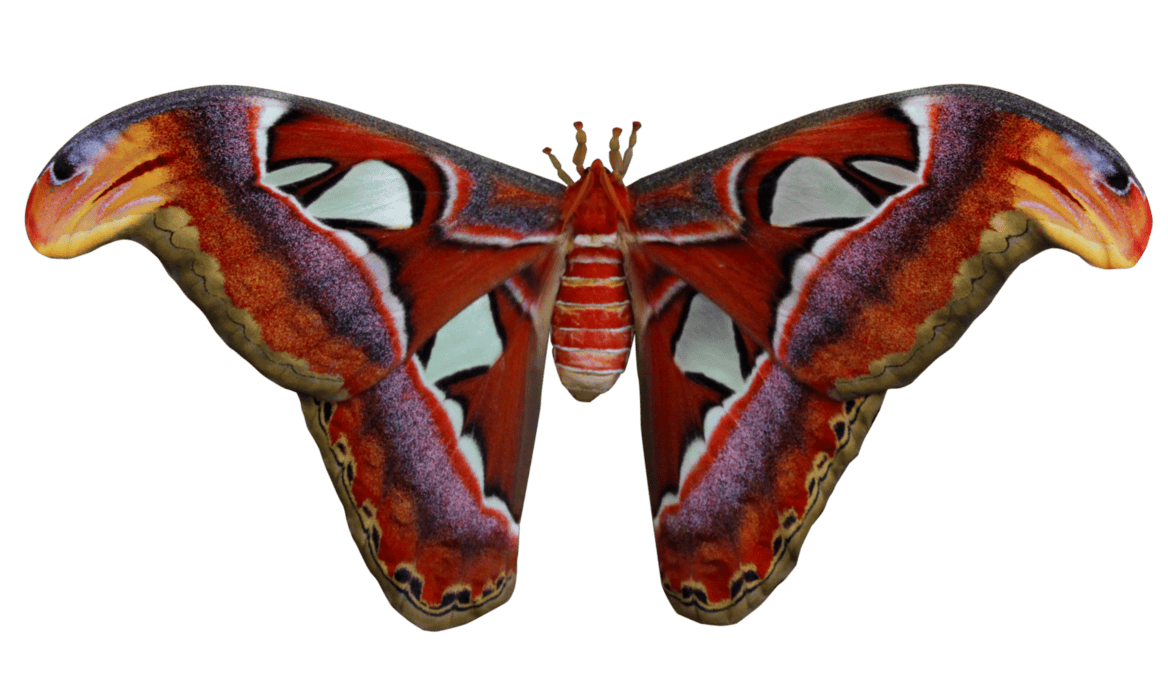 A close up of a big atlas moth. The butterfly is cut out on a transparent background. PNG