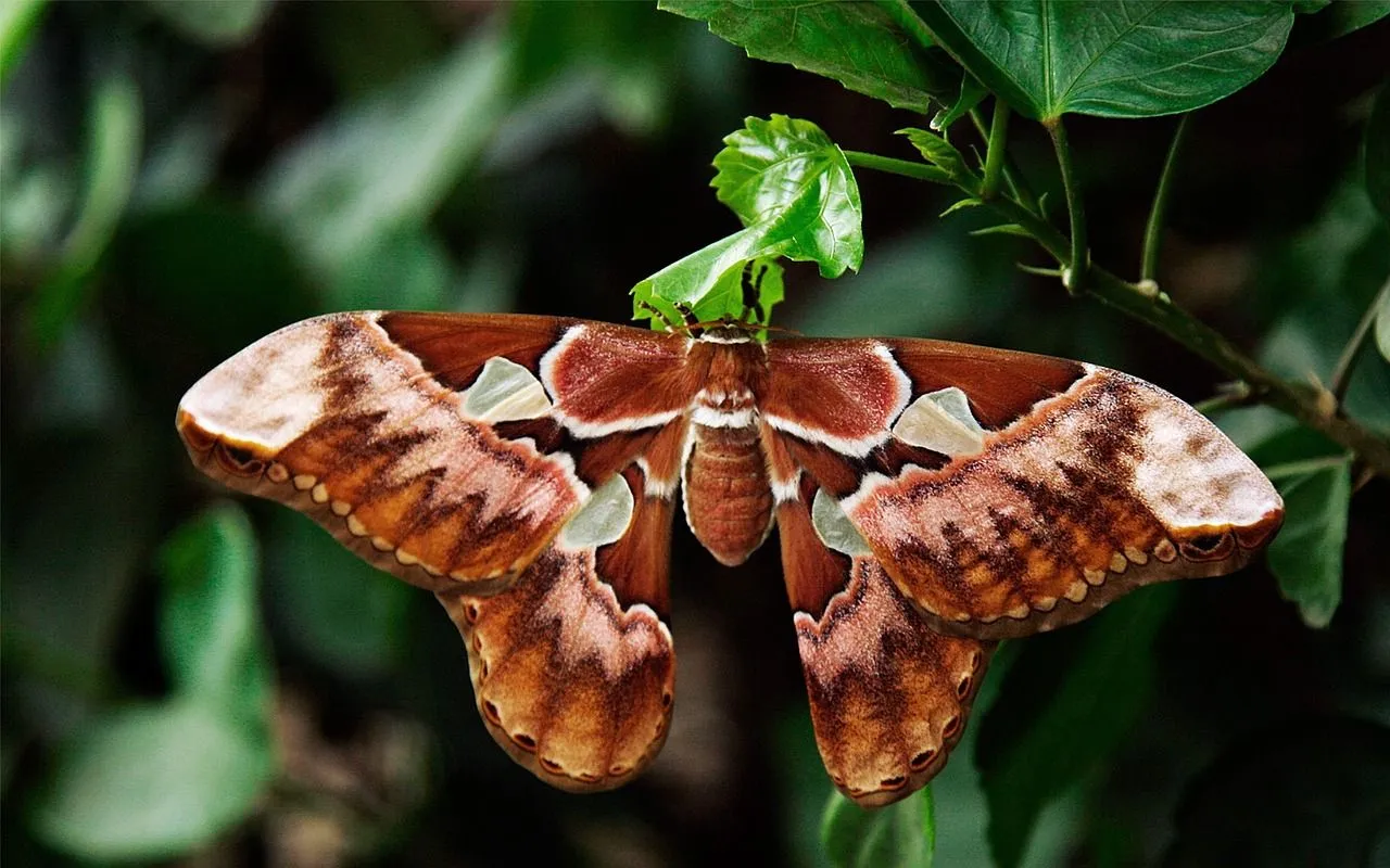 Atlas Moth Butterfly Attacus