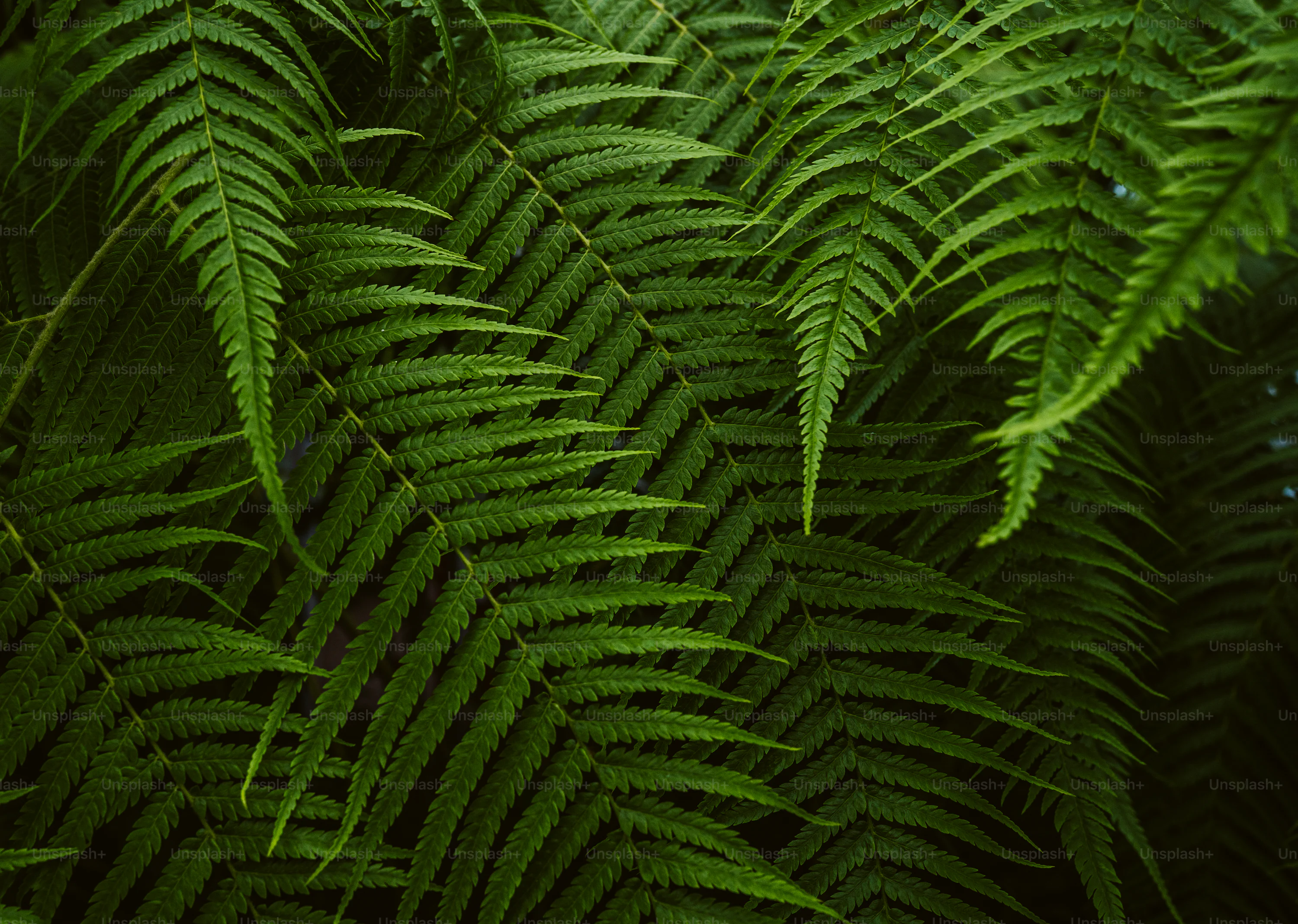 Green Wallpaper Picture Creators