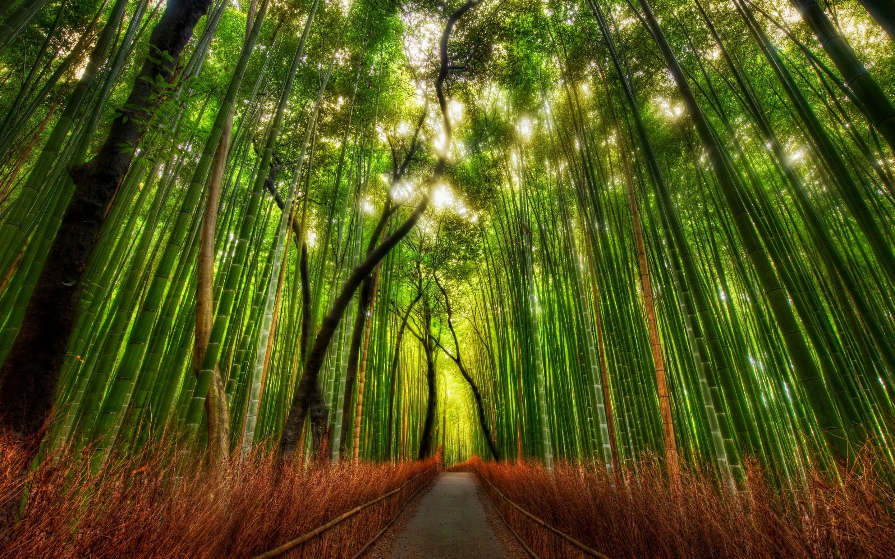 Arashiyama Bamboo Grove Wallpaper 4K, Japan, Bamboo Forest