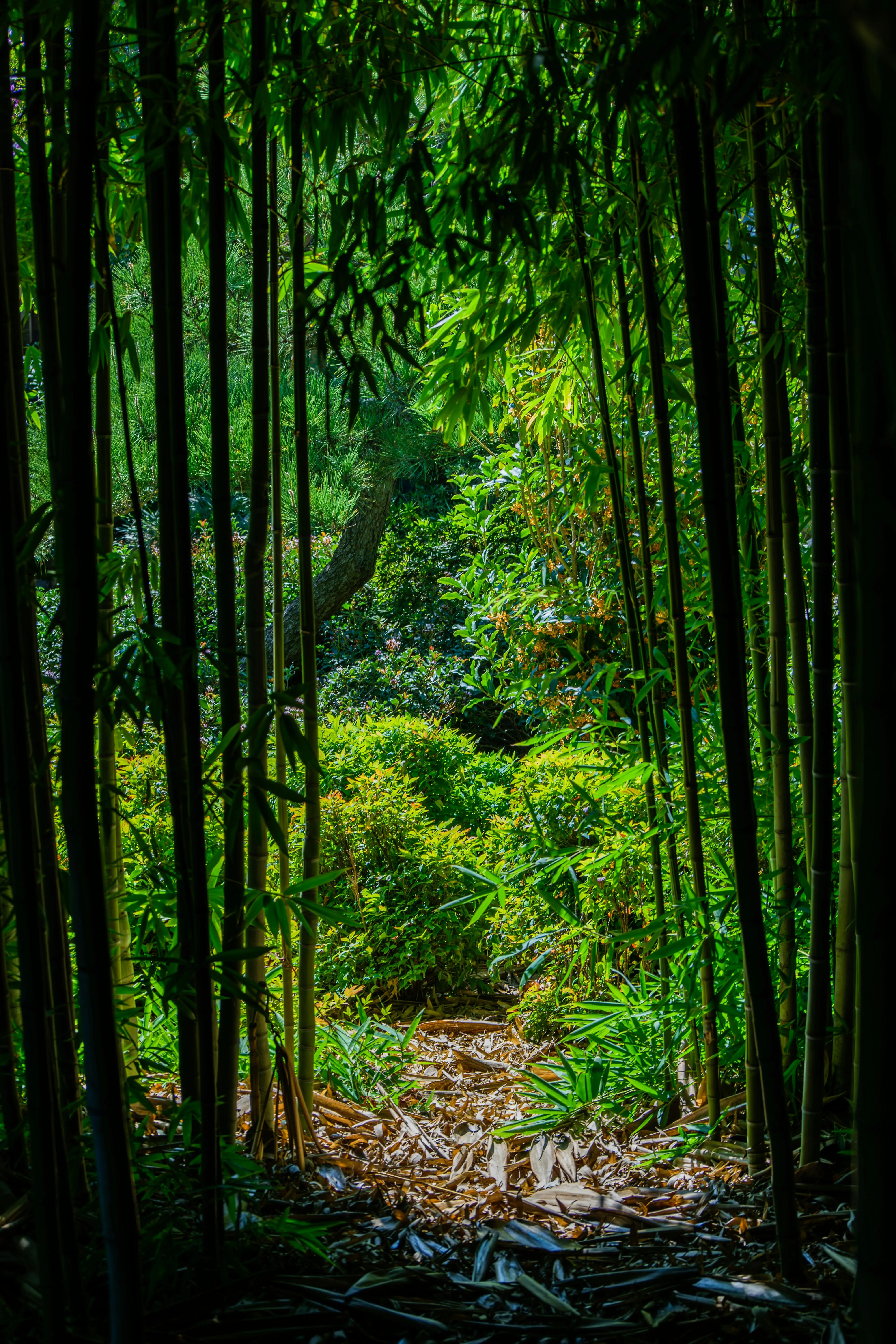 Bamboo Path Photo, Download The BEST Free Bamboo Path & HD Image