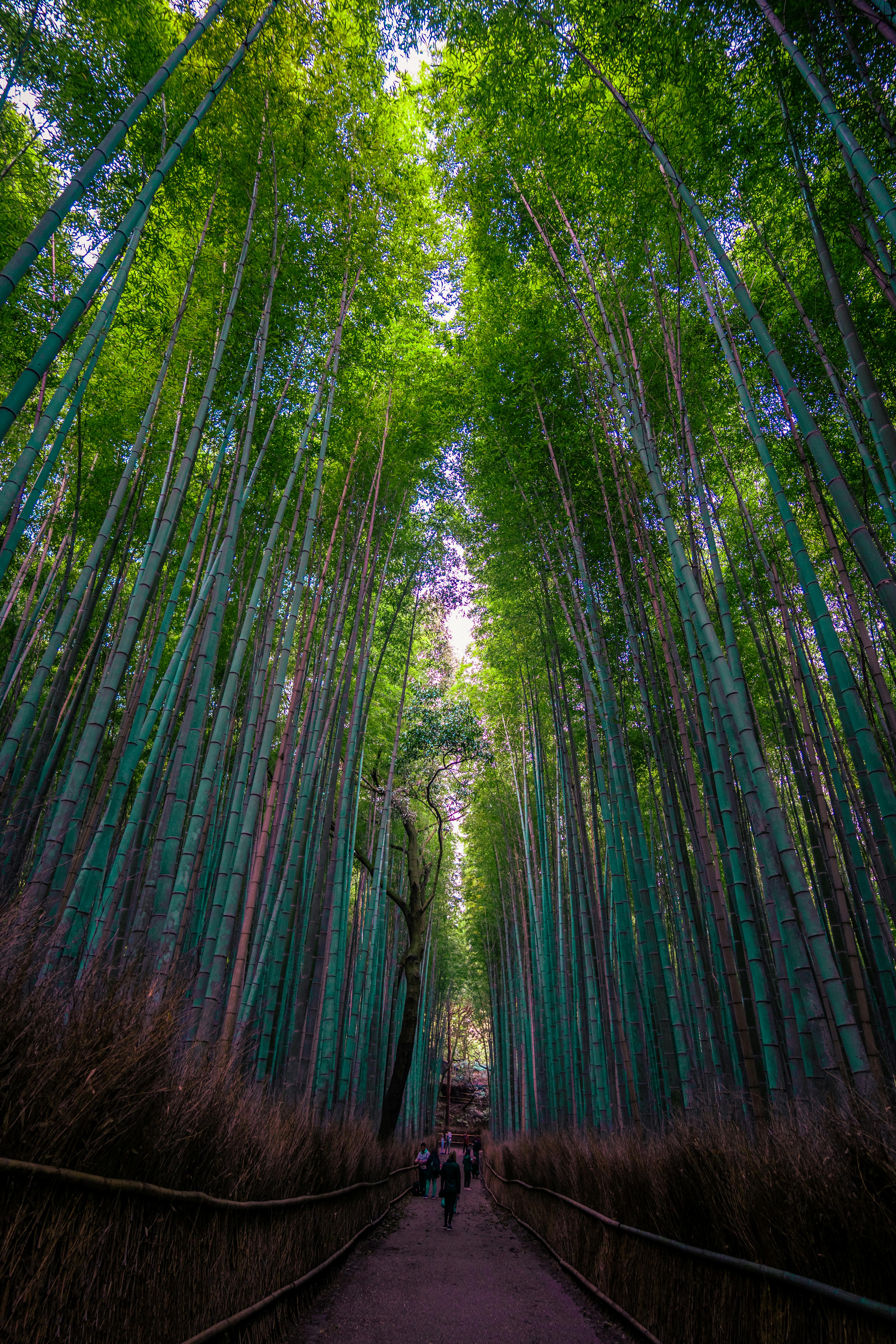 Arashiyama bamboo forest · Free