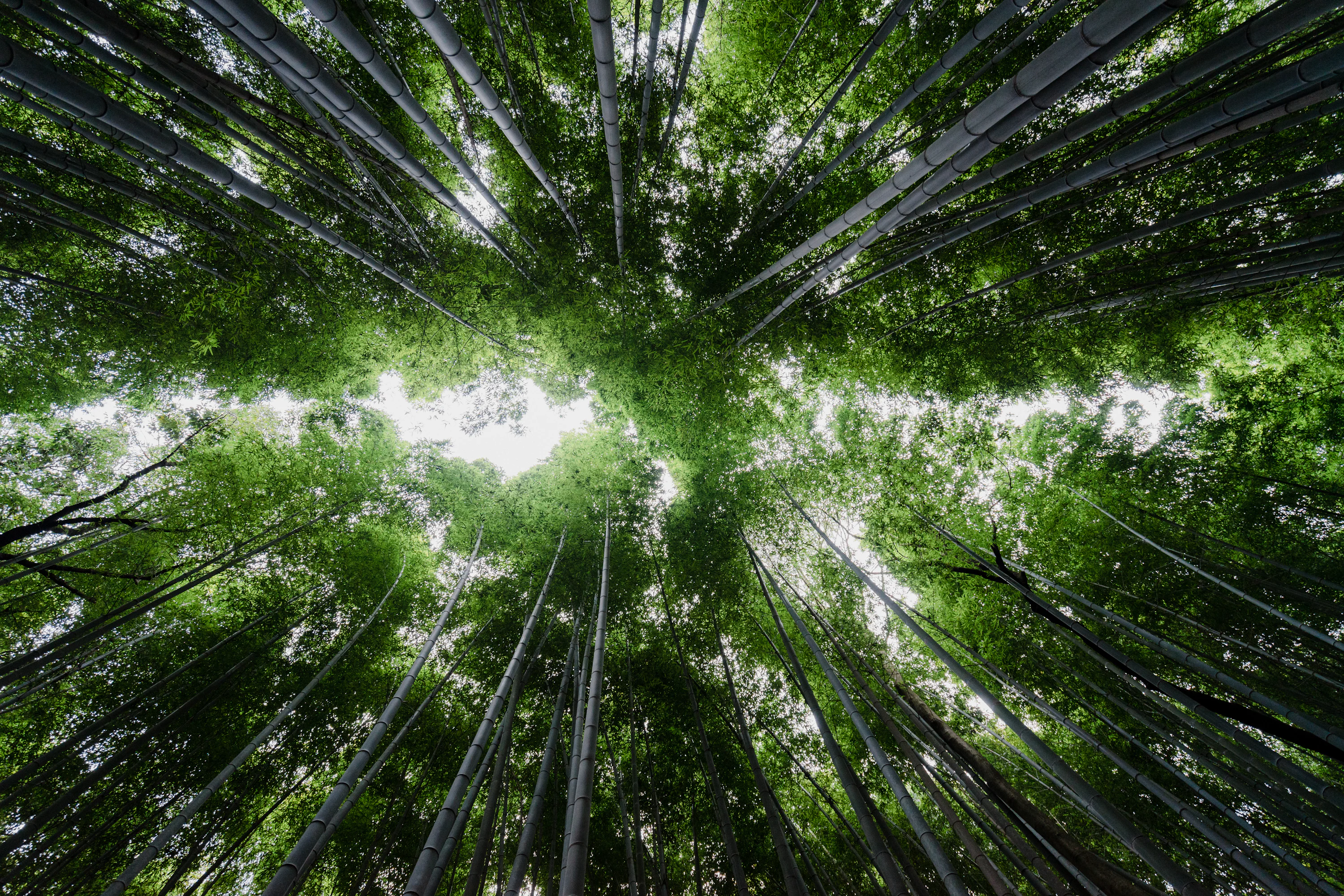 Low angle photography of bamboo trees photo