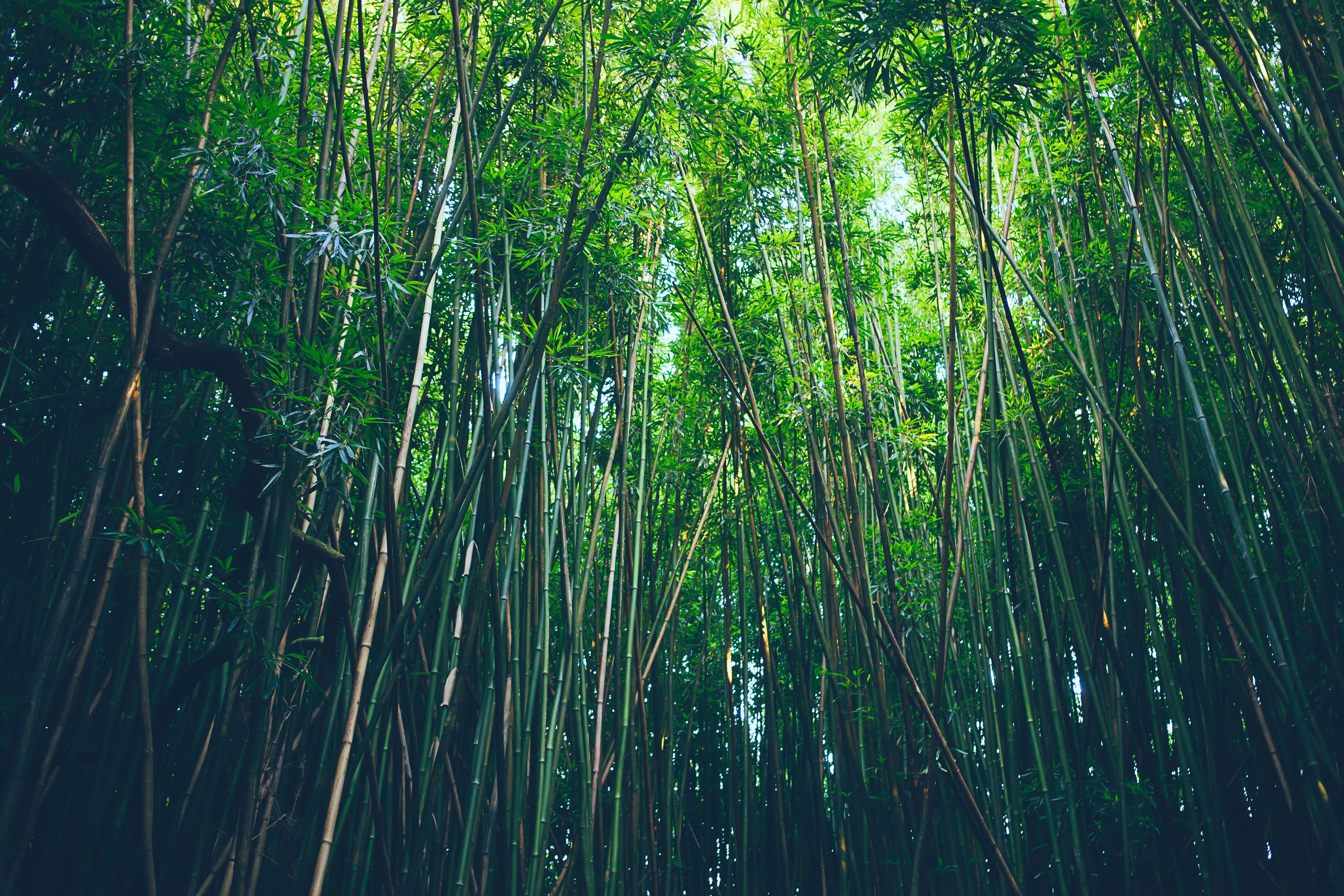 Enchanting Bamboo Forest in Stunning 4K Ultra HDx3638
