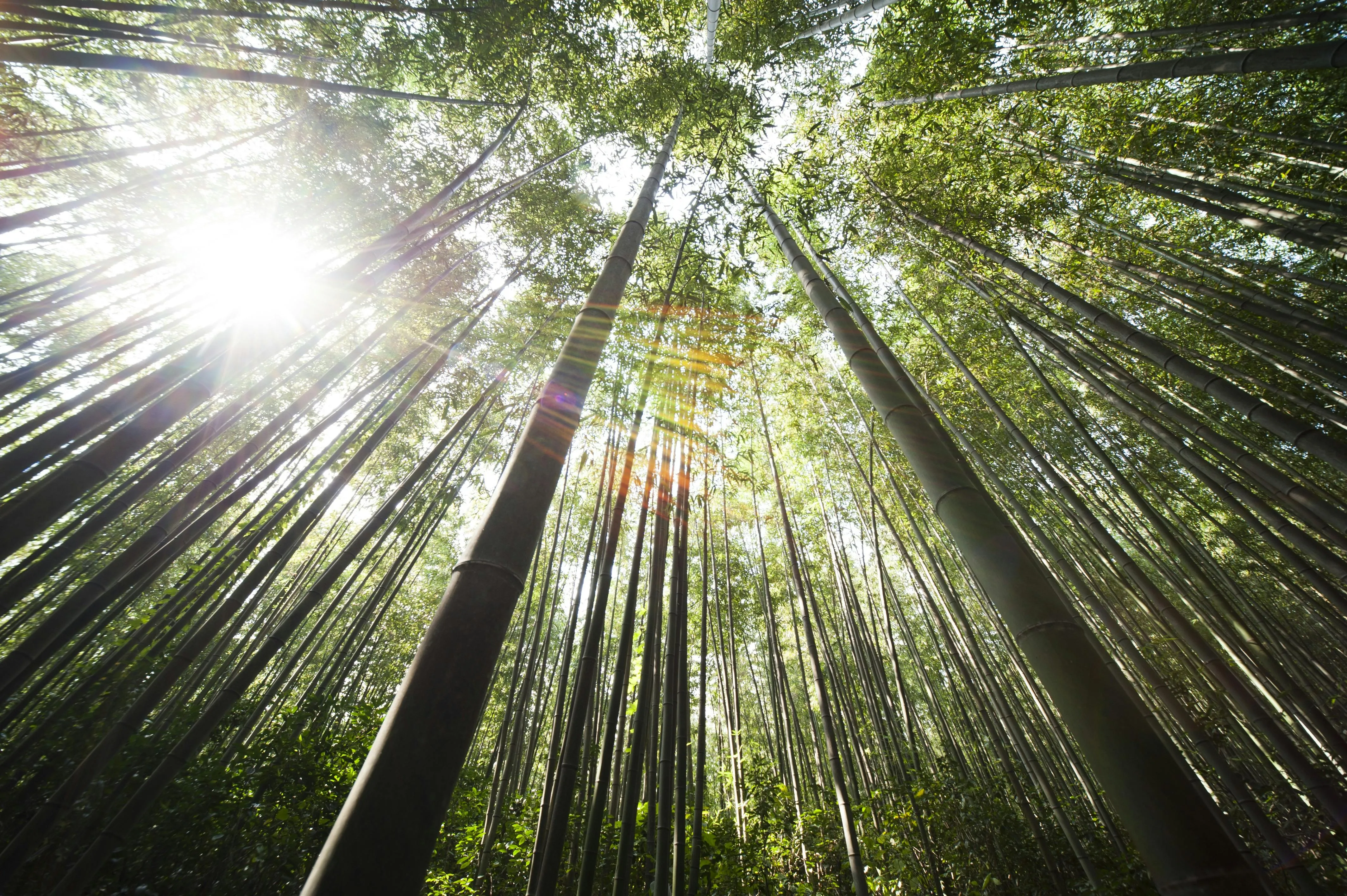 Sunlight over Brown Bamboo Trees · Free