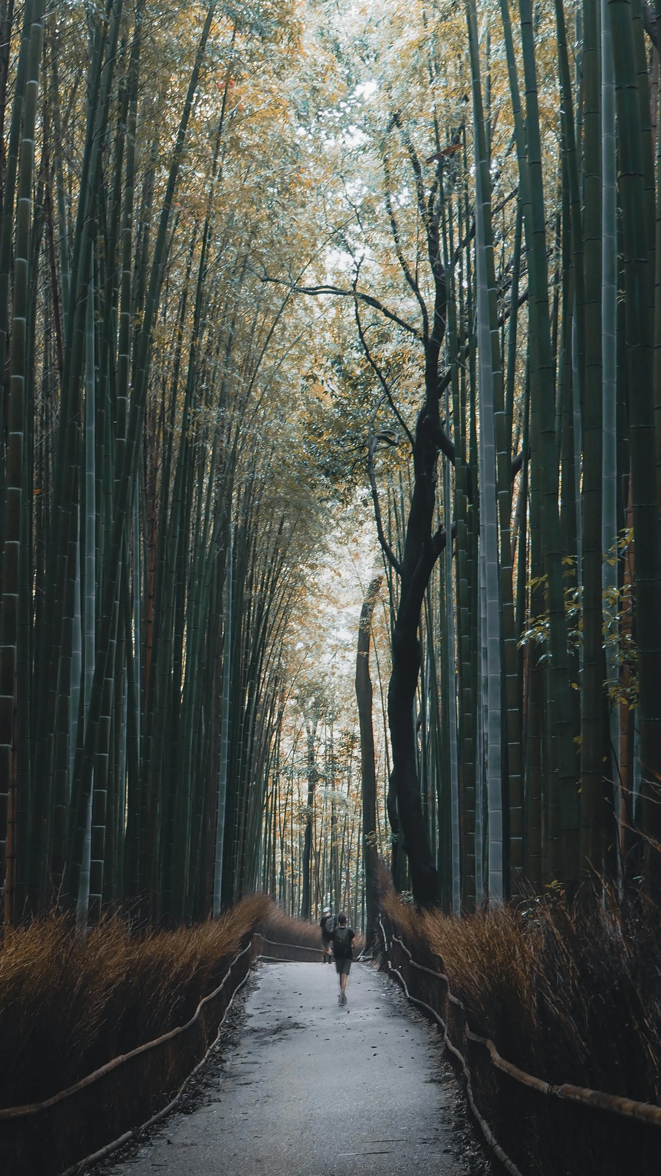 Sagano Bamboo Forest Photo, Download The BEST Free Sagano Bamboo Forest & HD Image