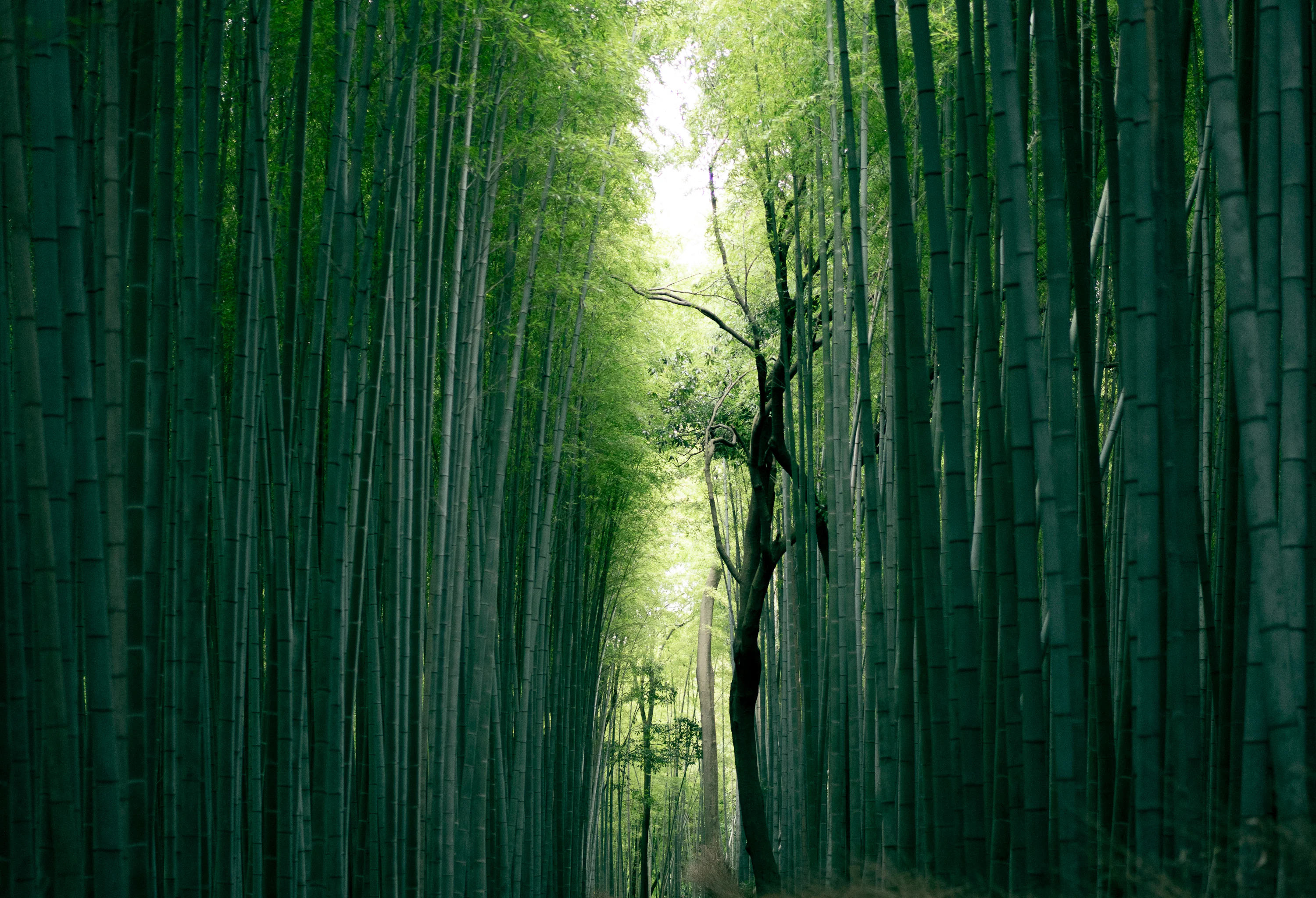 1K+ Bamboo Forest Picture. Download Free Image