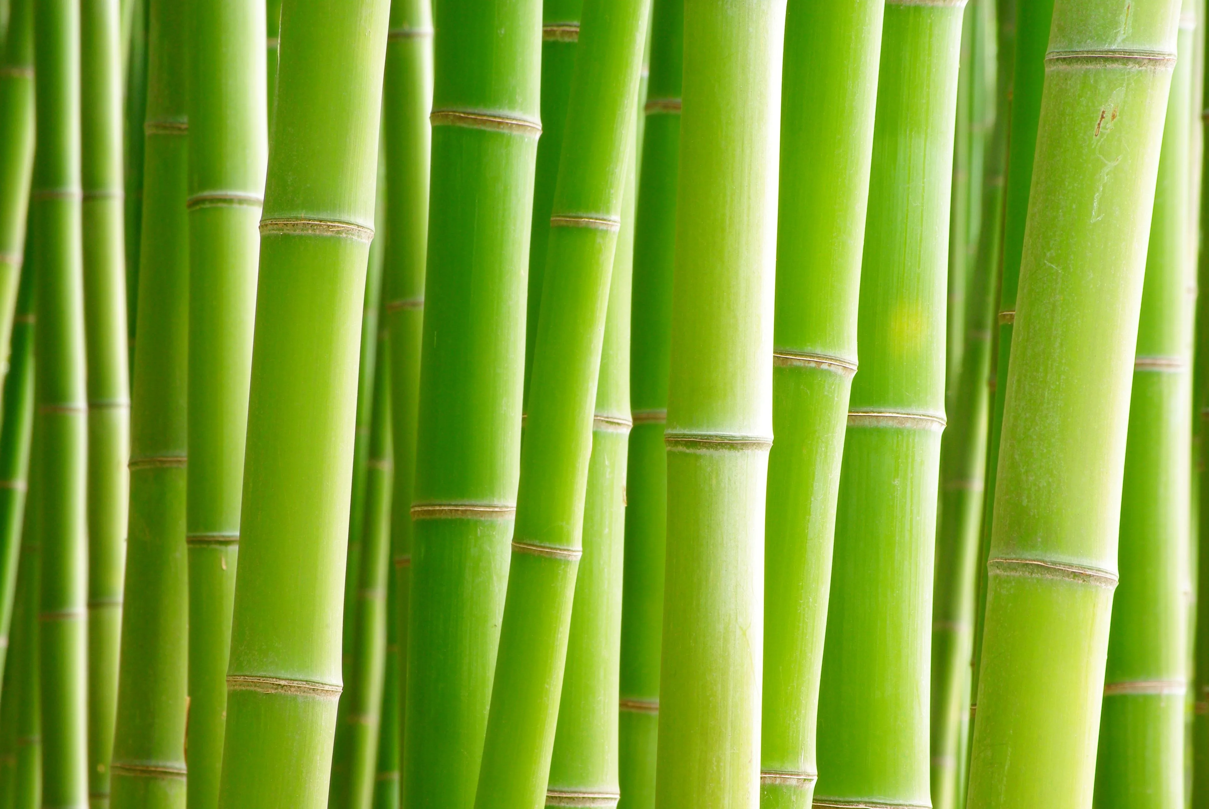 Bamboo Forest Wallpaper 3872x2592 56082