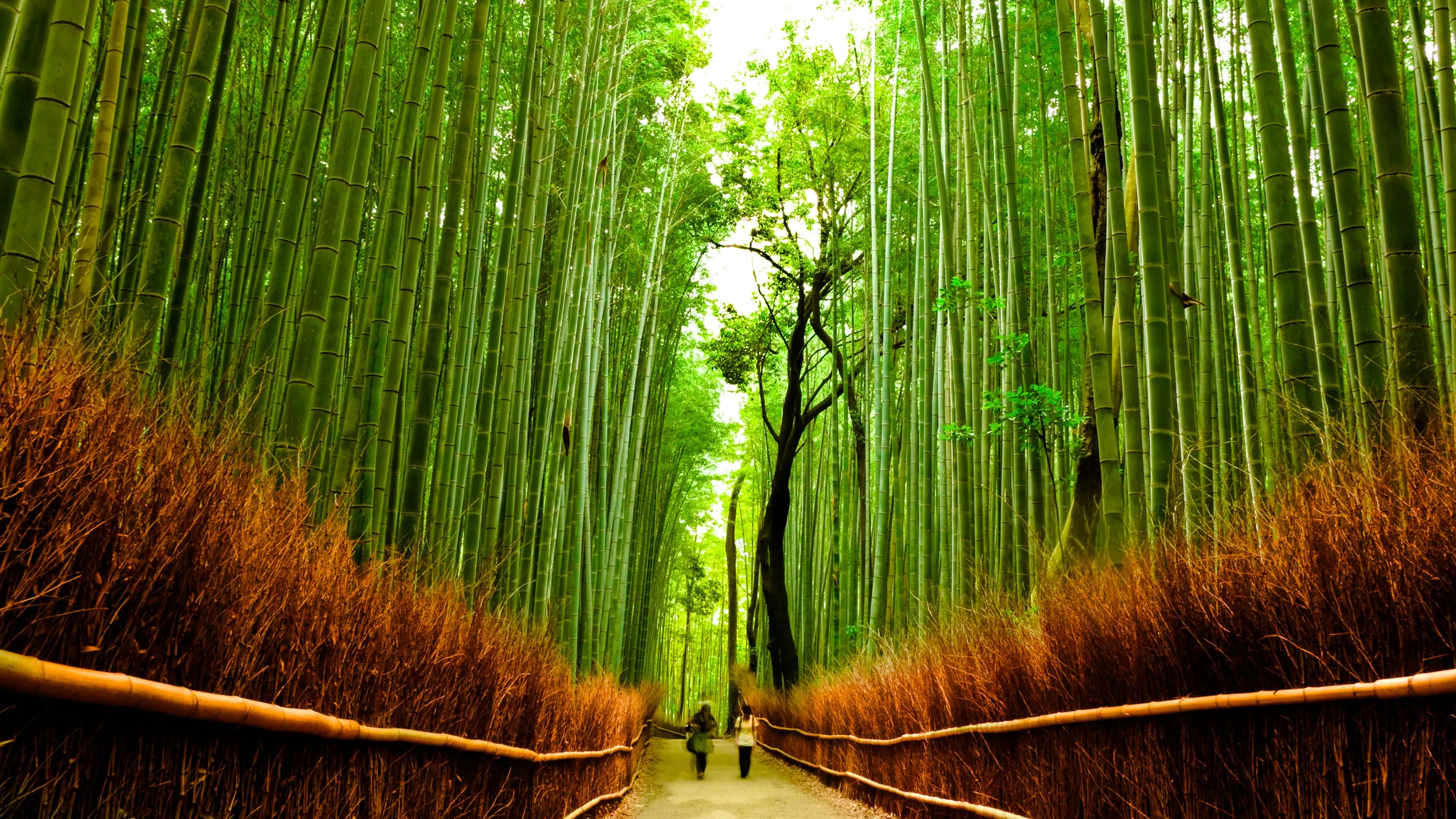 Bamboo Forest Kyoto Wallpaper 4394x2619 56104