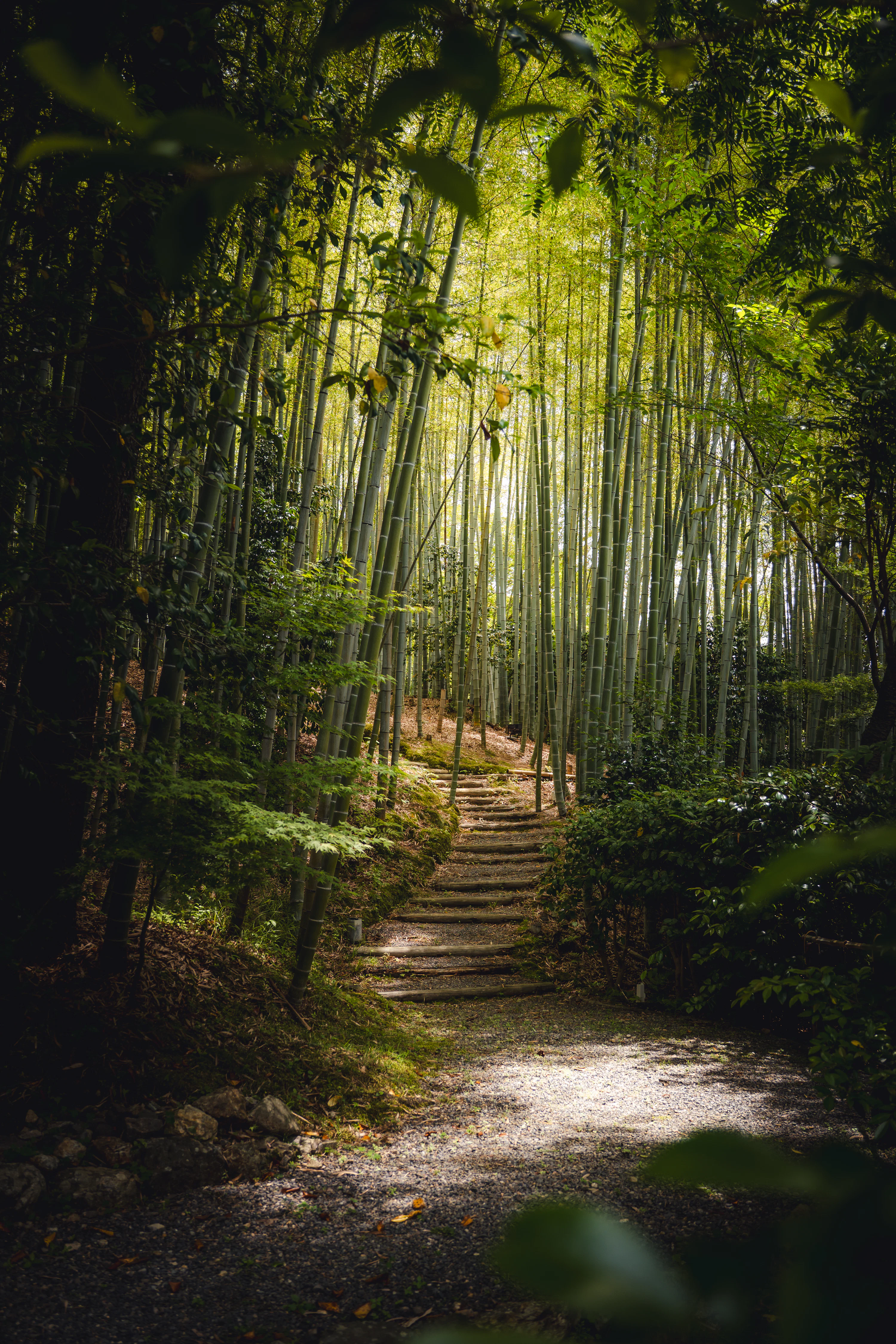 A stone path leads through a dense bamboo forest. photo