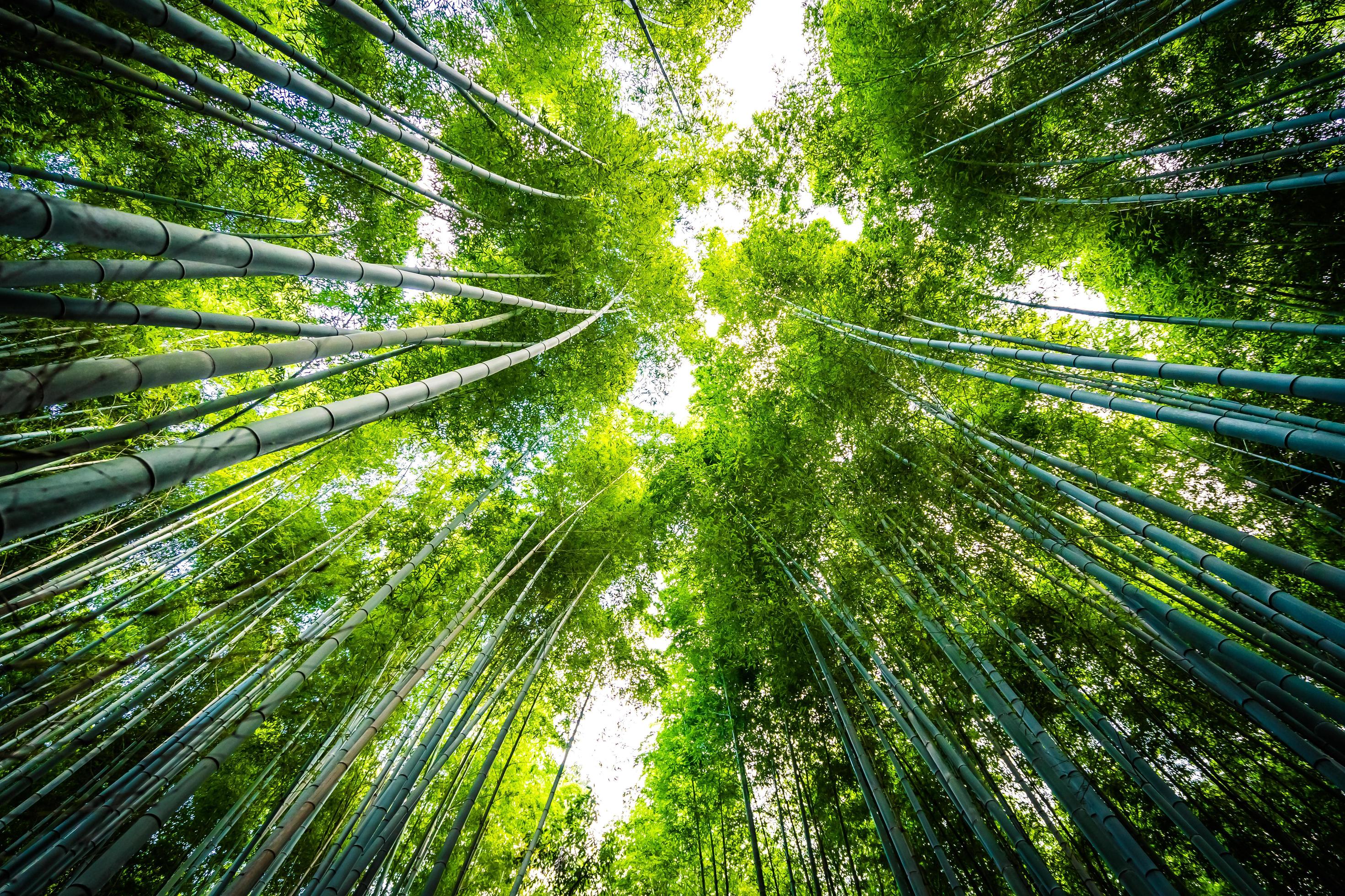 Beautiful bamboo forest at Arashiyama, Kyoto