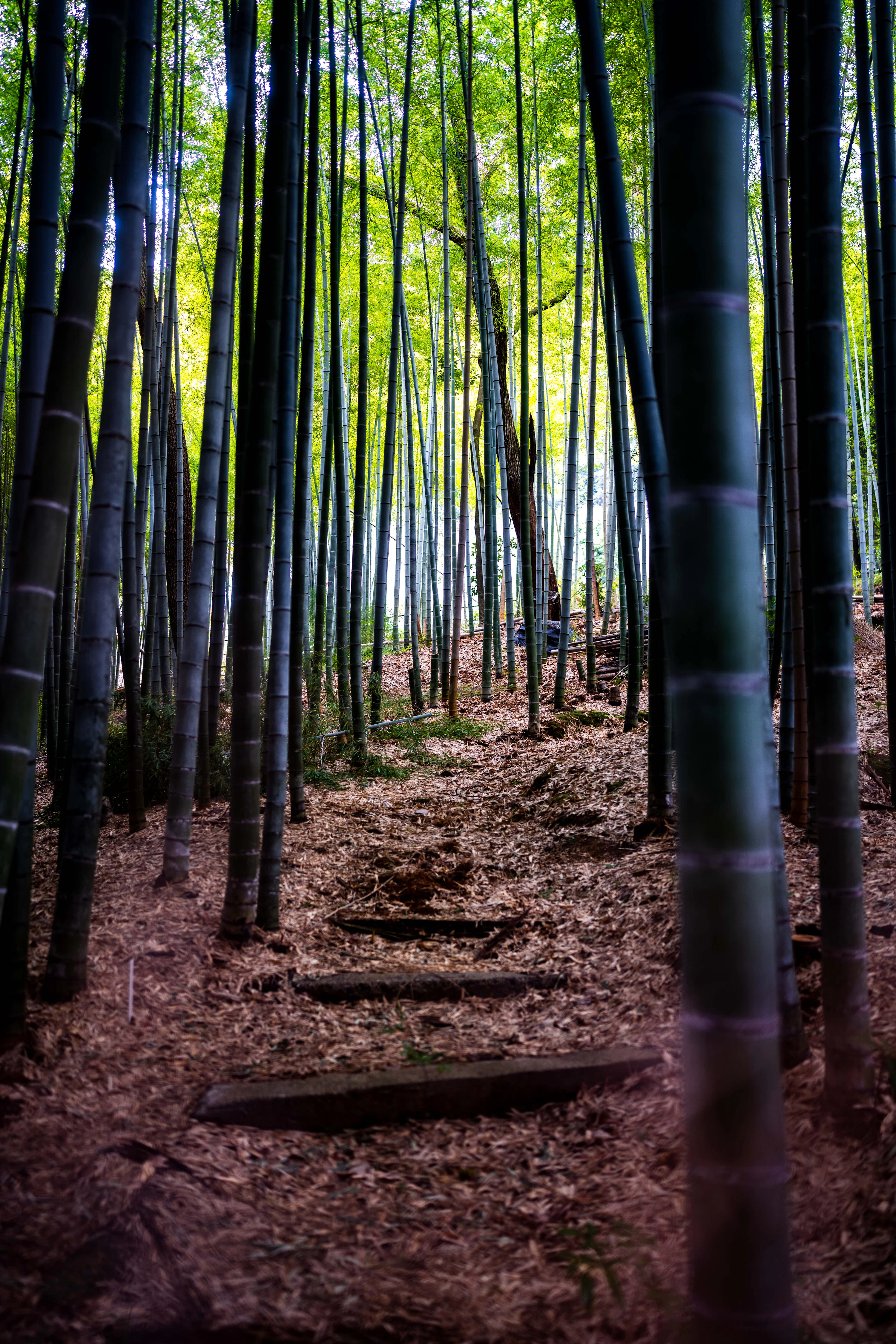 A path leads through a tall bamboo forest. photo