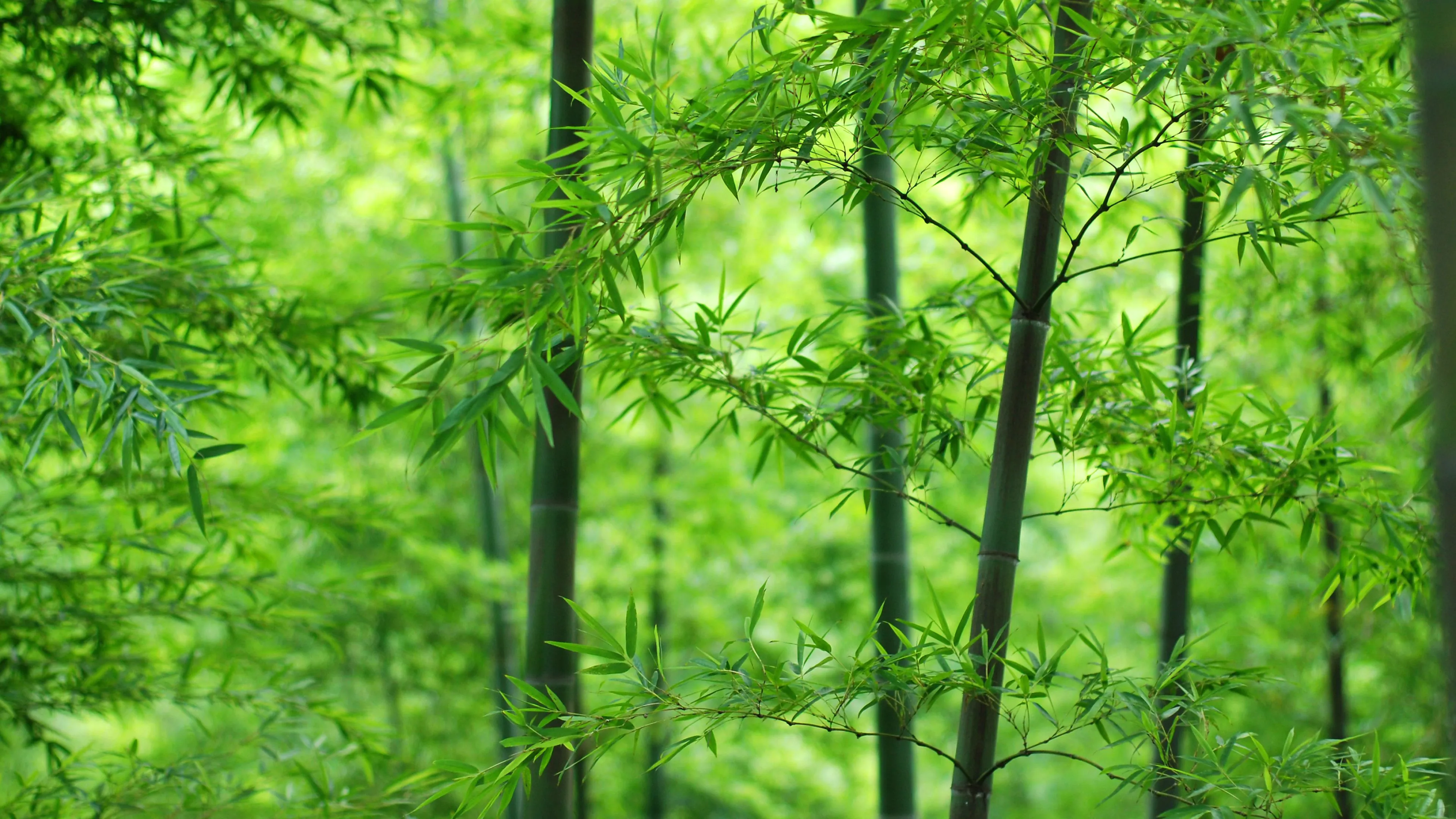 Bamboo Wallpaper