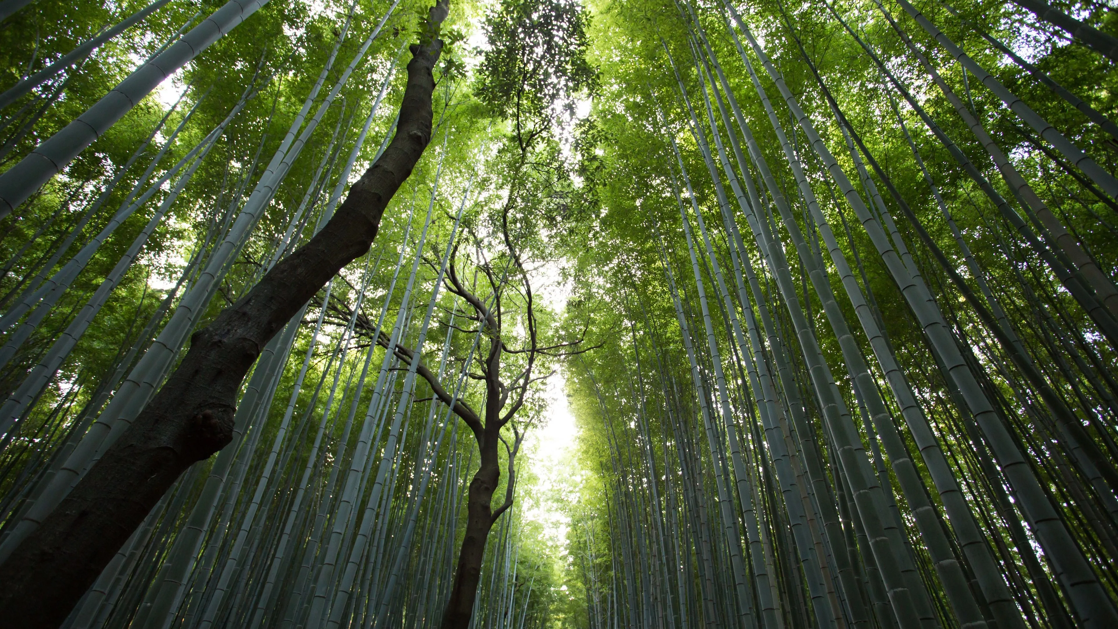 Wallpaper Bamboo forest, light, glare 3840x2160 UHD 4K Picture, Image