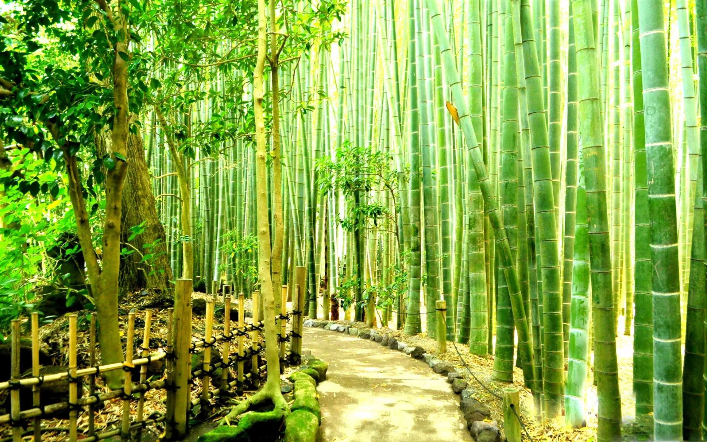 Bamboo Forest MacBook Air Wallpaper Download