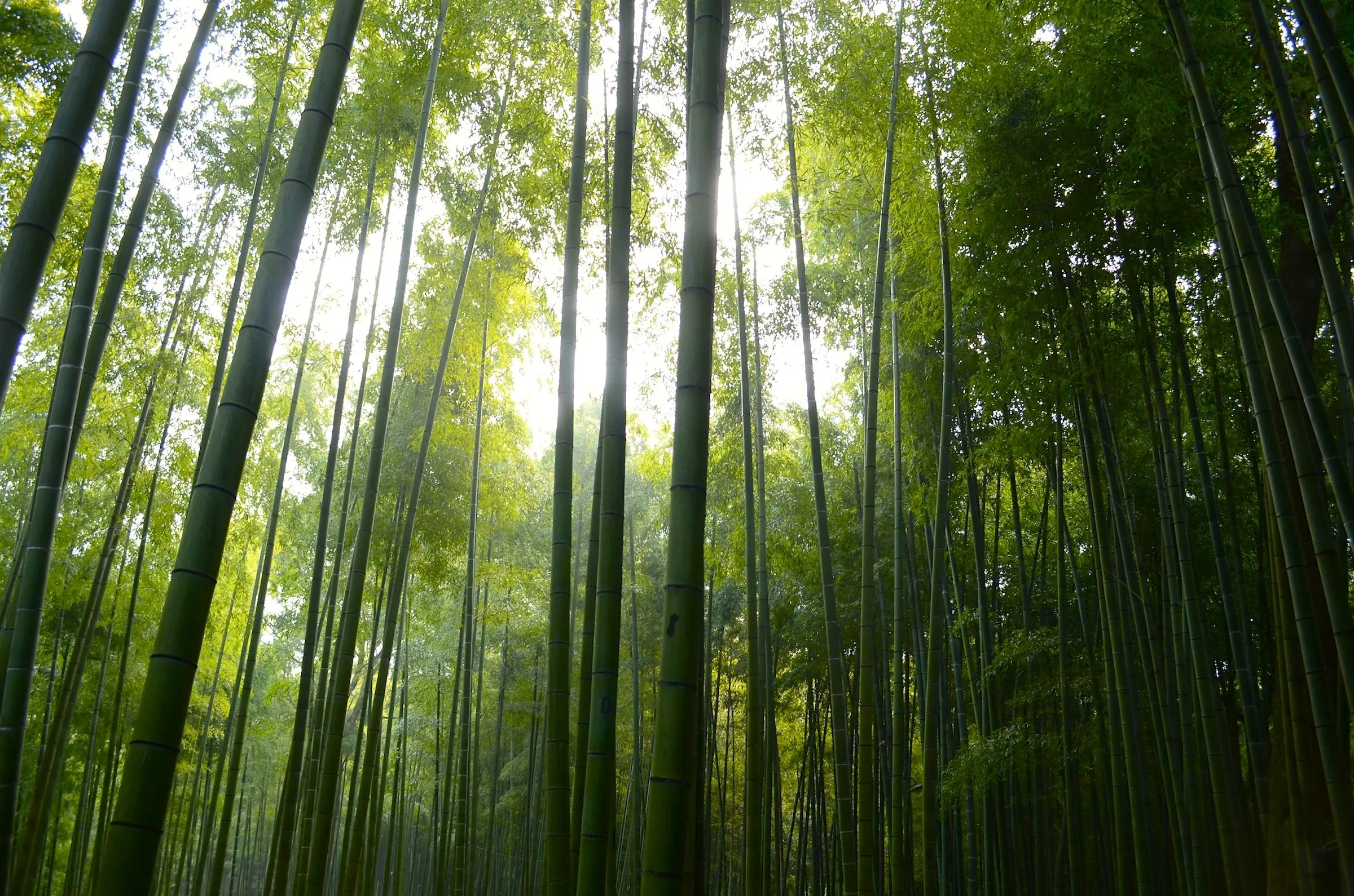 Splendor in the Grass: 10 Bamboo Forests to Explore in Tokyo