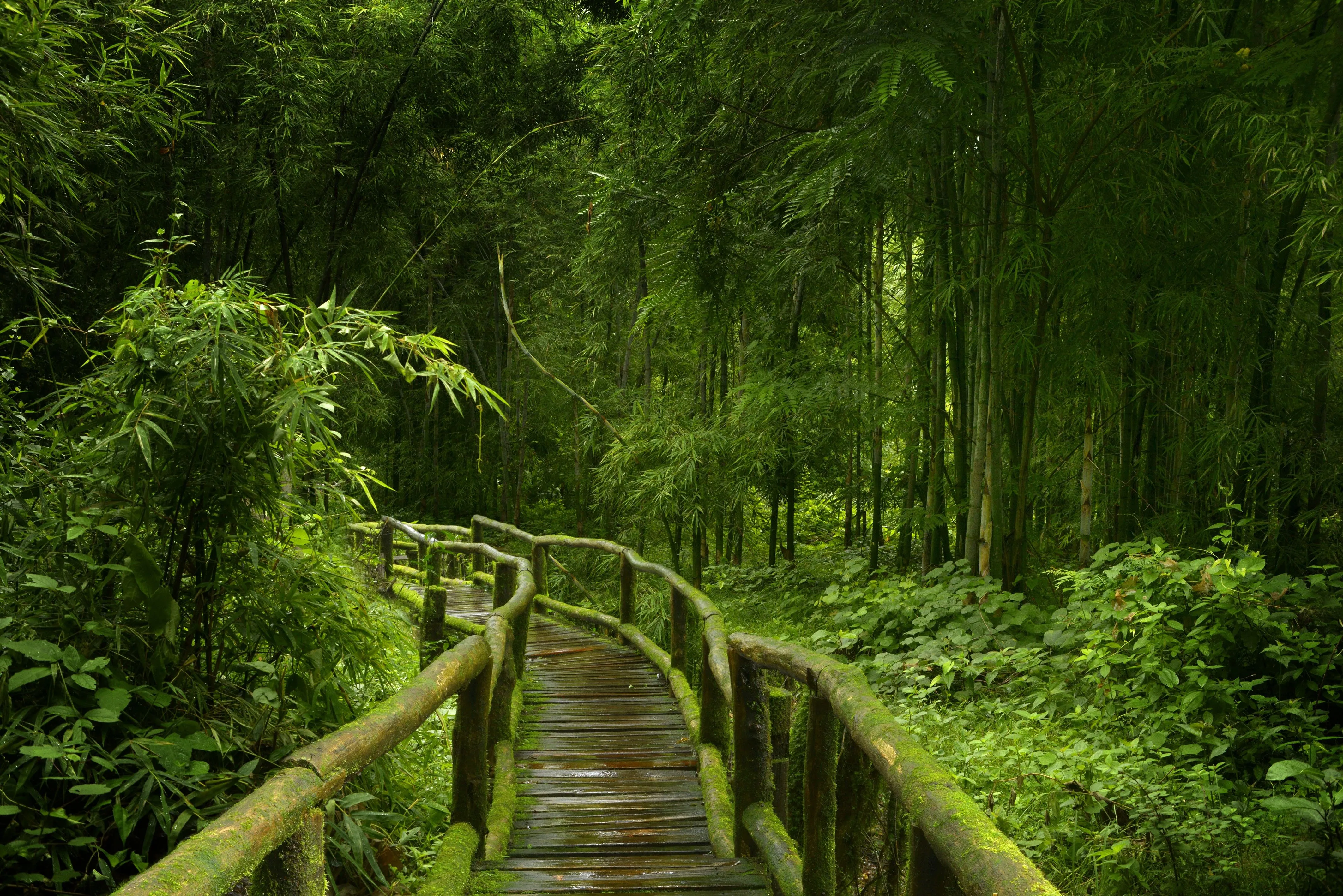 Lush Green Tropical Bamboo Forest In 4K HD Wallpaper