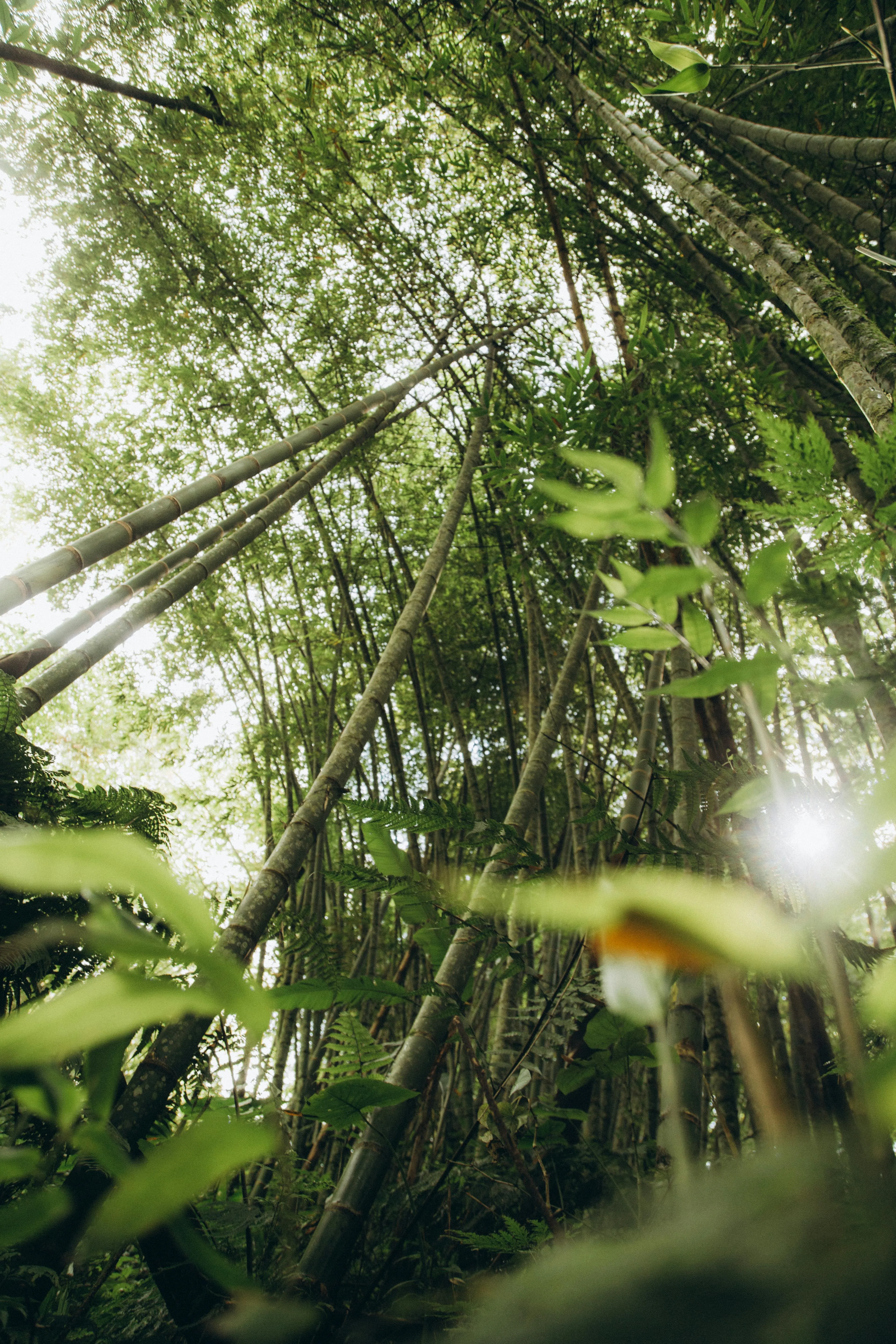 Bamboo Trees in a Forest · Free