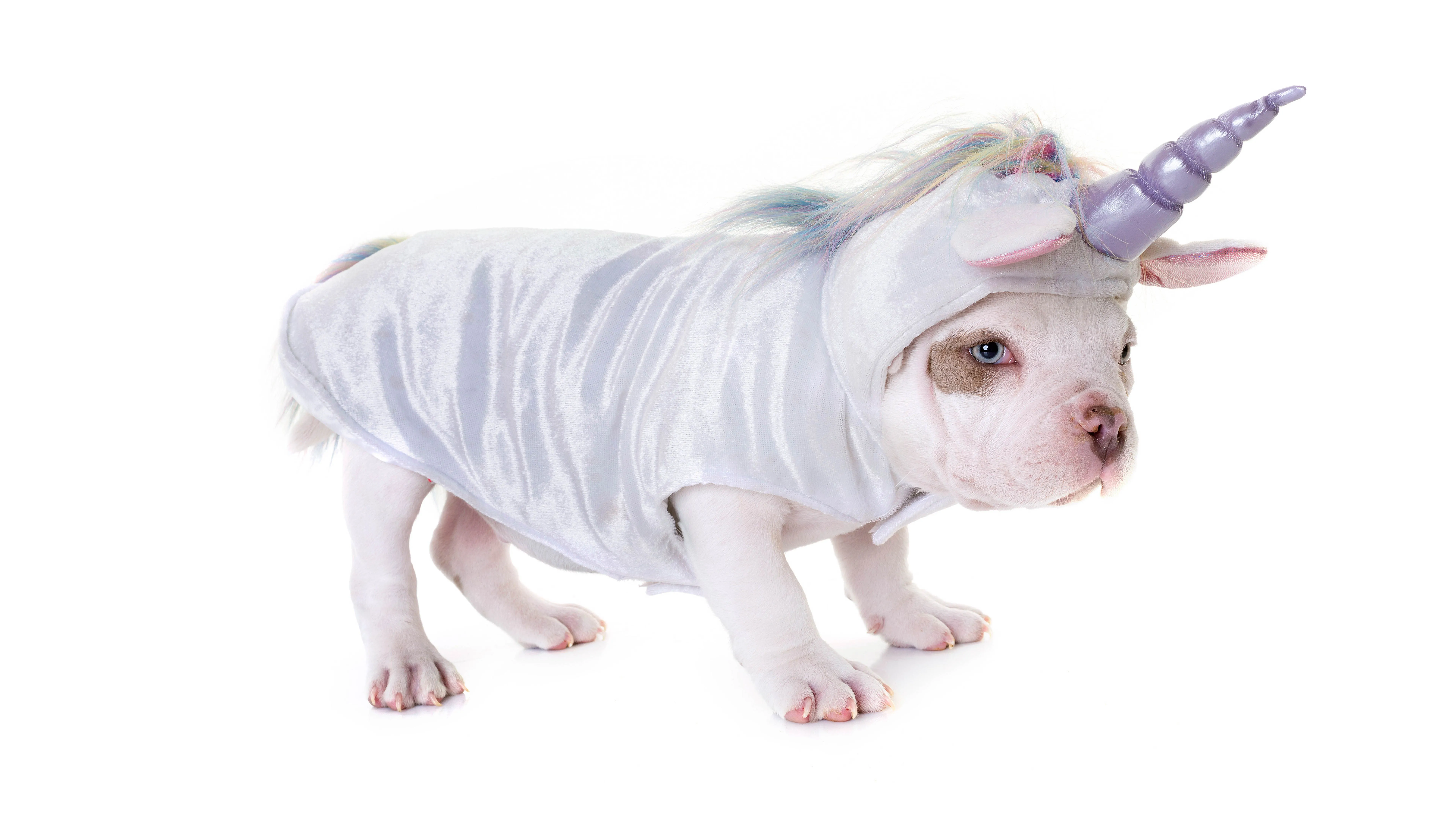 Unicorn Puppy Wallpaper