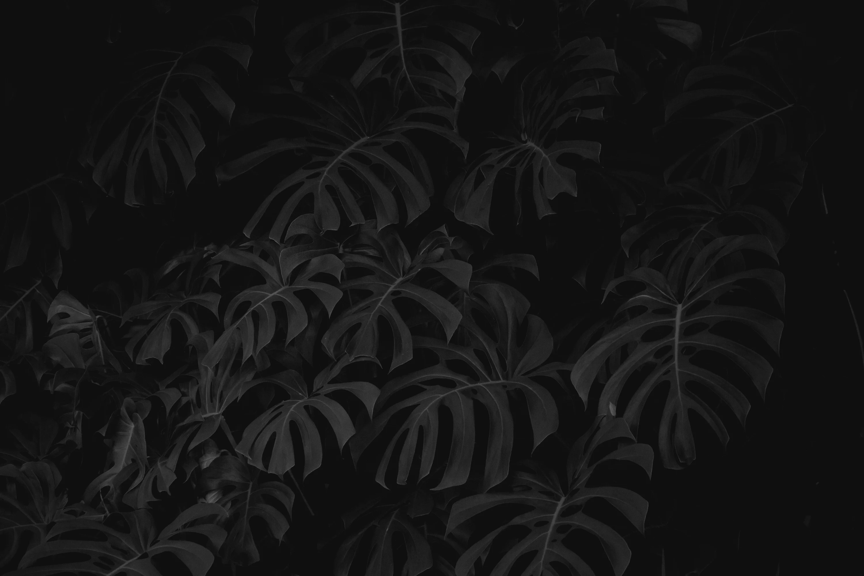 Black Nature Picture. Download Free Image