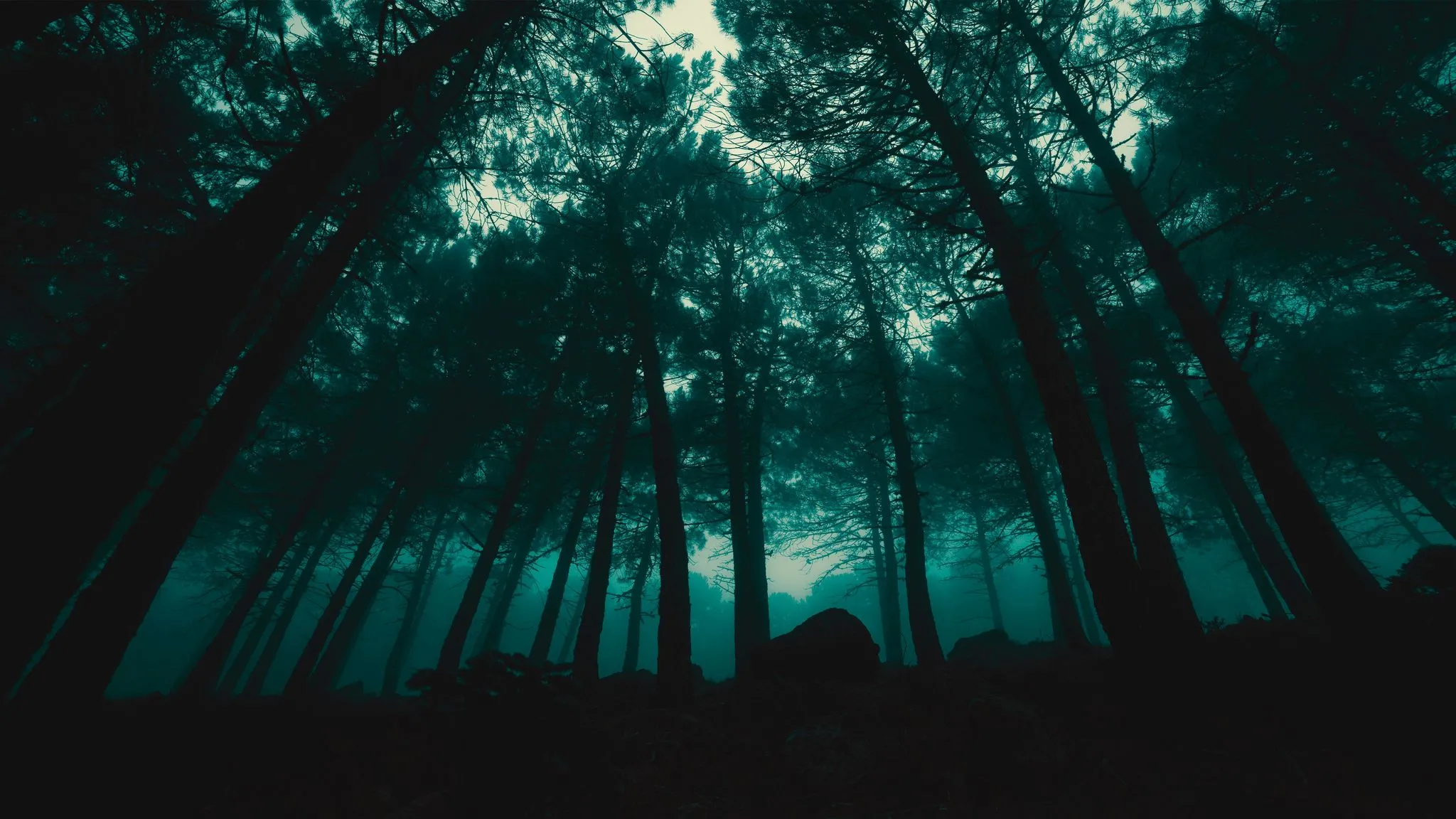 Download Dark Rain Forest, Dark, Rain, Forest, Rainy, Trees, Green Wallpaper in 2048x1152 Resolution