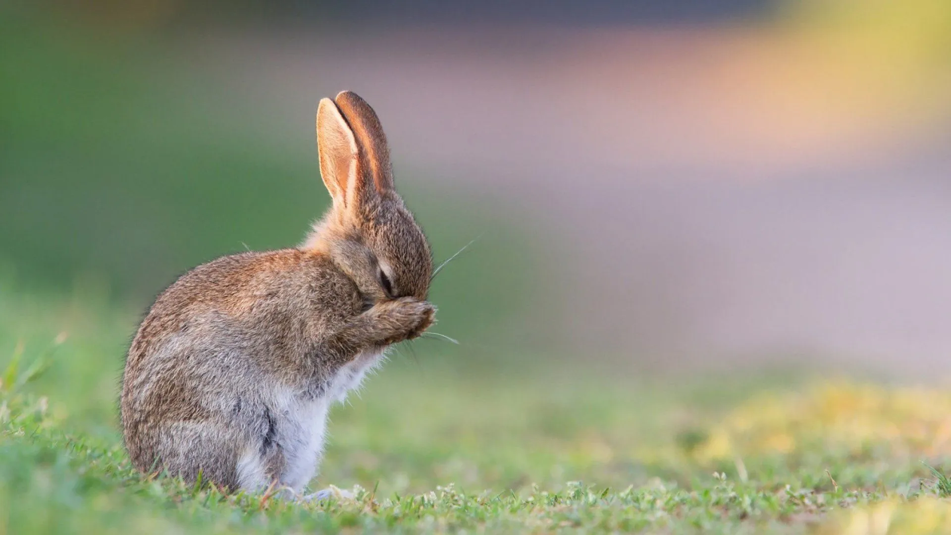 Adorable Bunny HD Wallpaperx1440