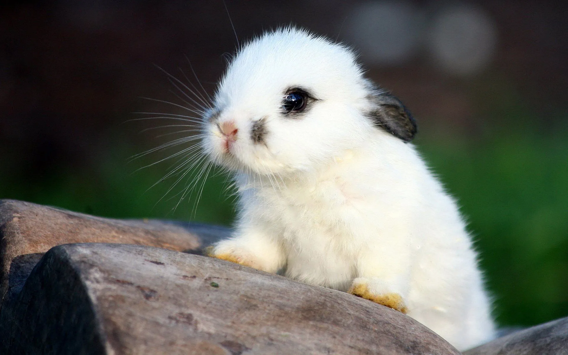Rabbit Wallpaper and Background: Free HD Download