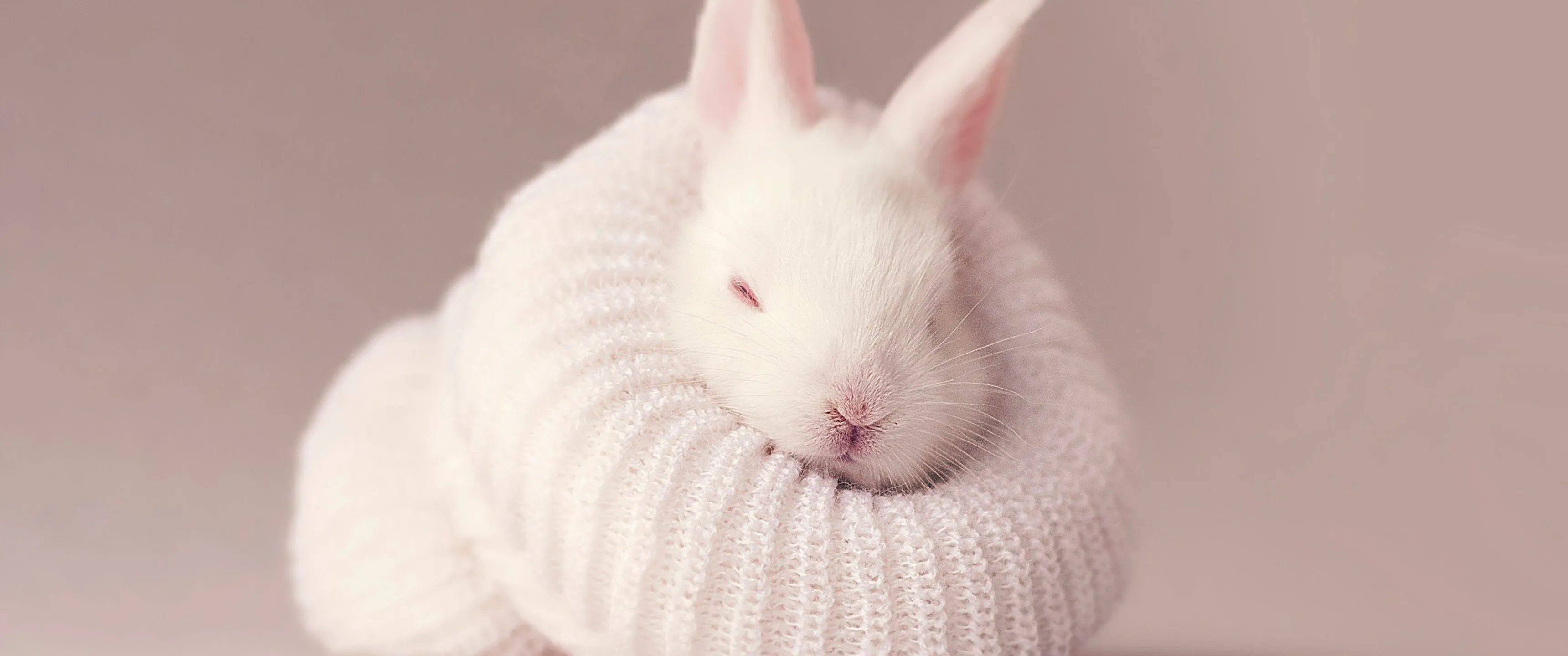 White rabbit Wallpaper 4K, Newborn, Baby bunny, Sock