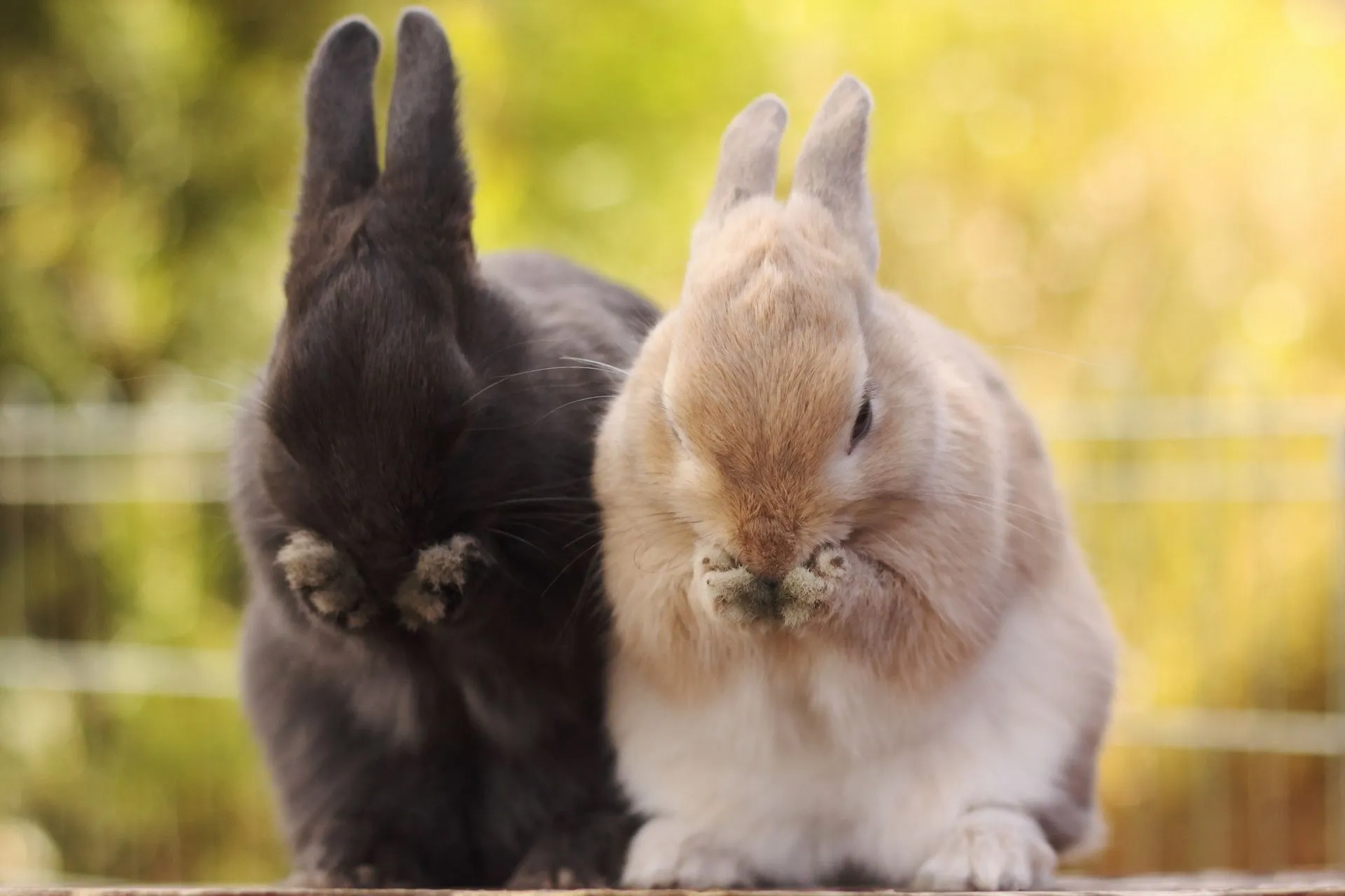 Desktop wallpaper: Animal, Rabbit 4K free download for PC. 606244