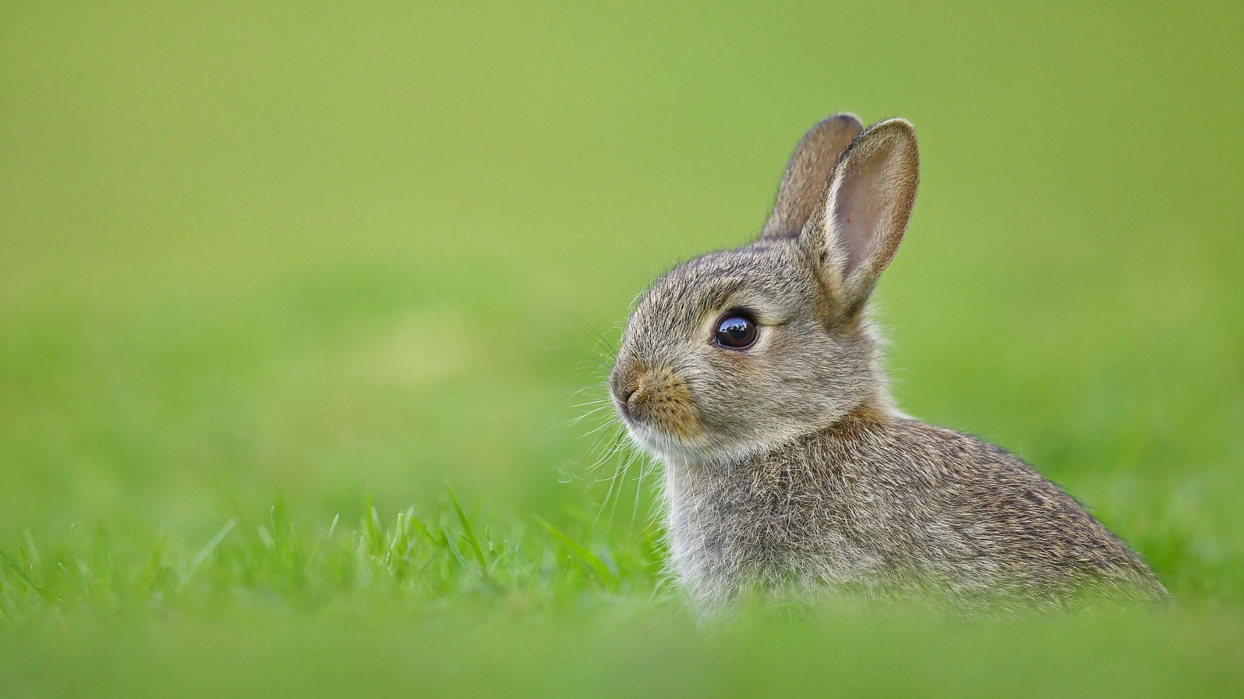 Rabbit Wallpaper