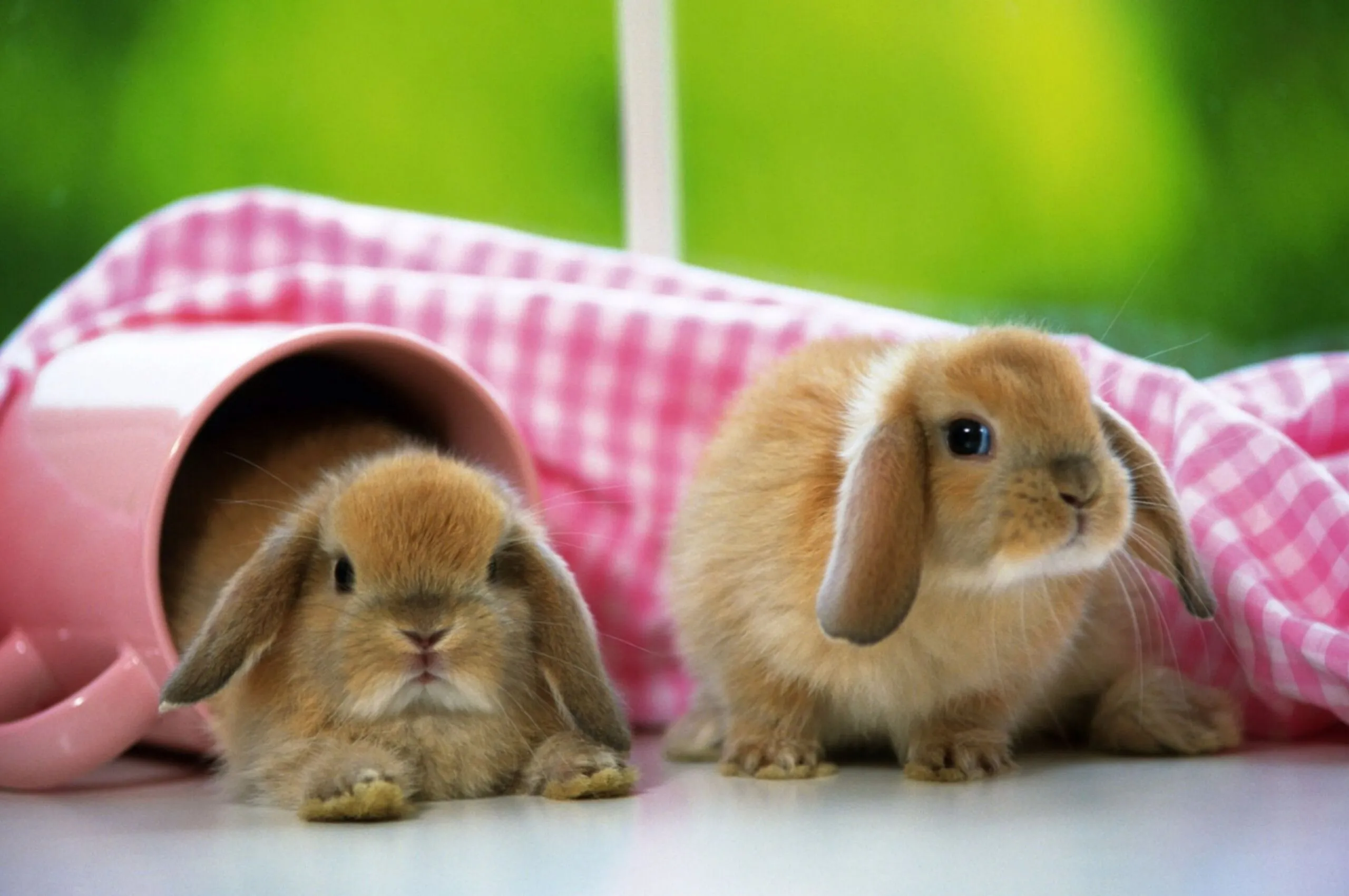 Rabbit Wallpaper
