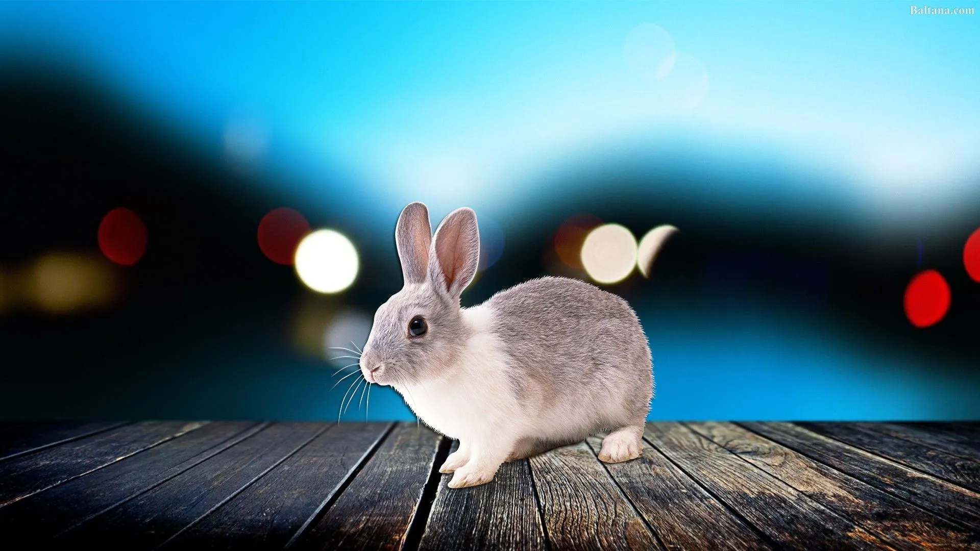 Rabbit Desktop HD Wallpaper 31749