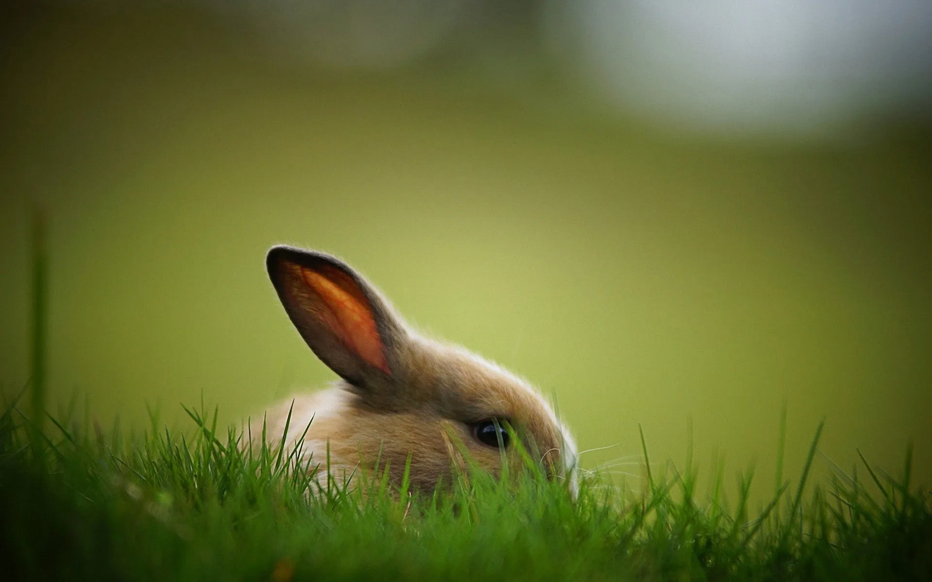 rabbits, Animals Wallpaper HD / Desktop and Mobile Background