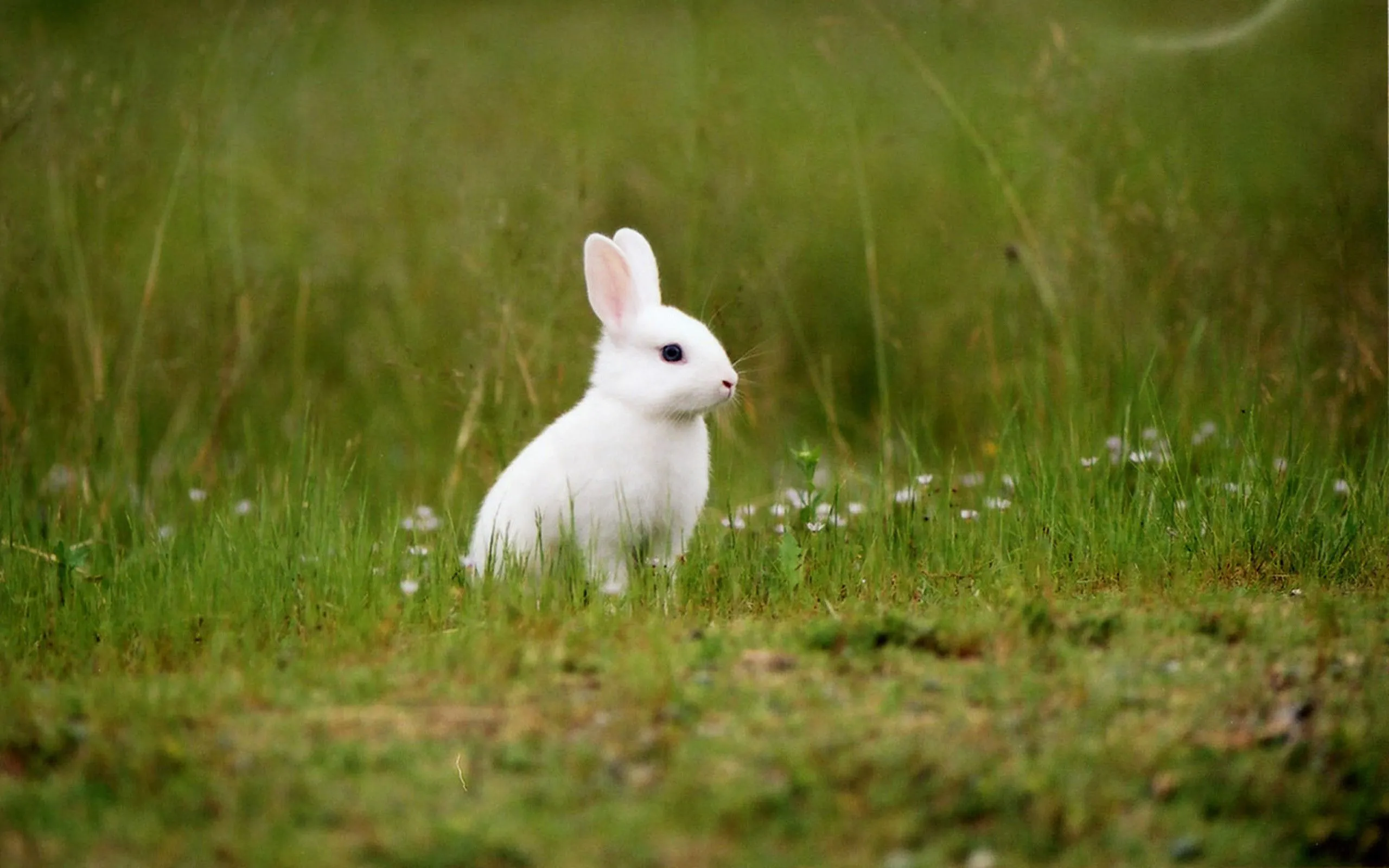 Bunny Wallpaper