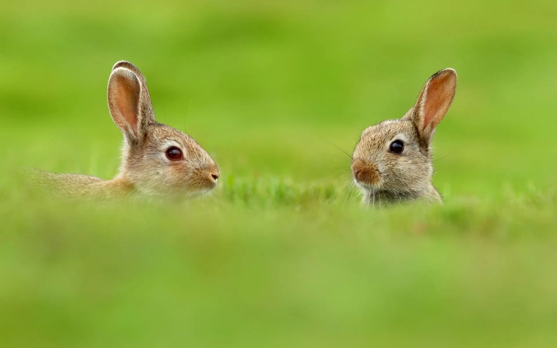 Cute bunnies in the grass on the field