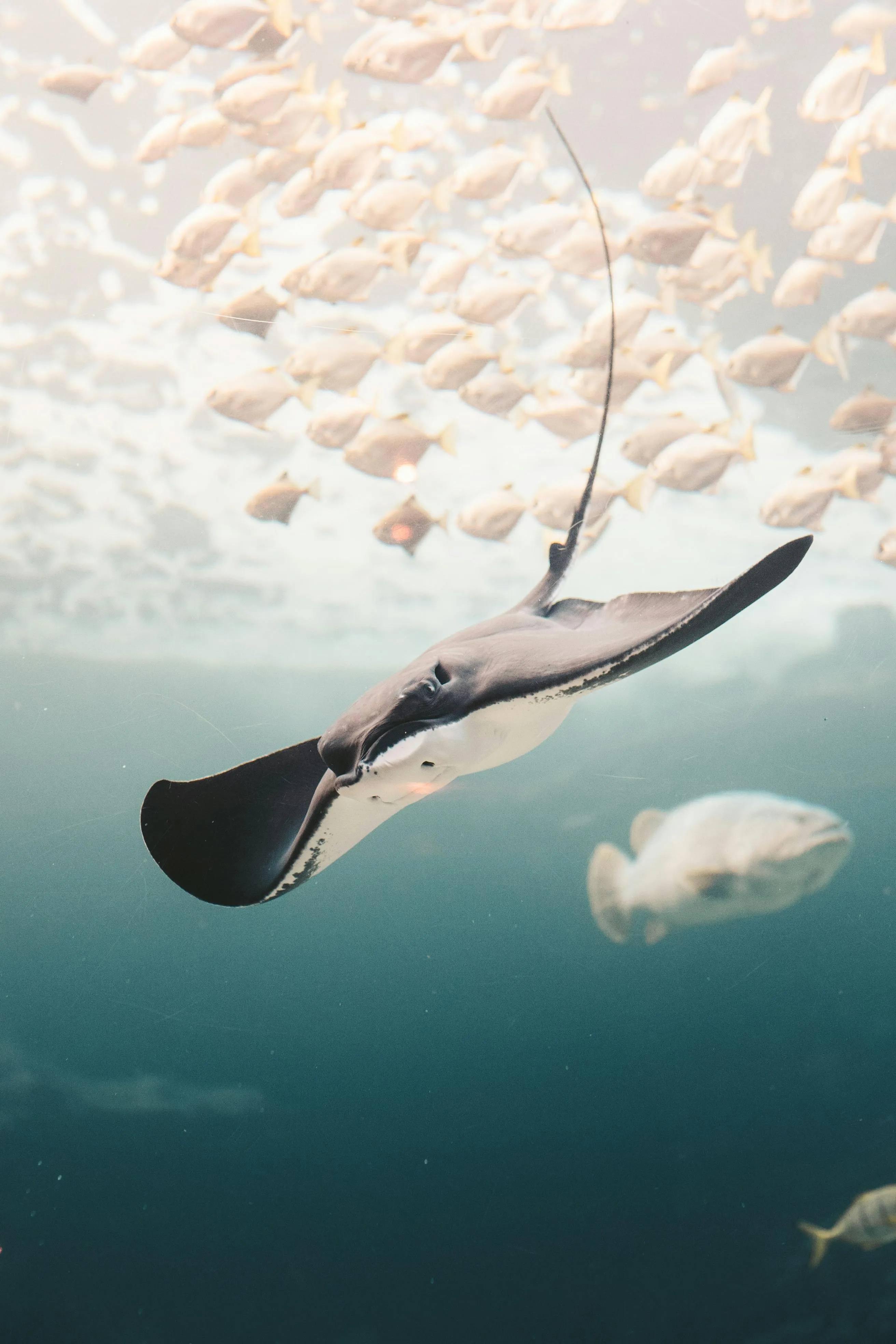 Stingray Fish Photo, Download The BEST Free Stingray Fish & HD Image