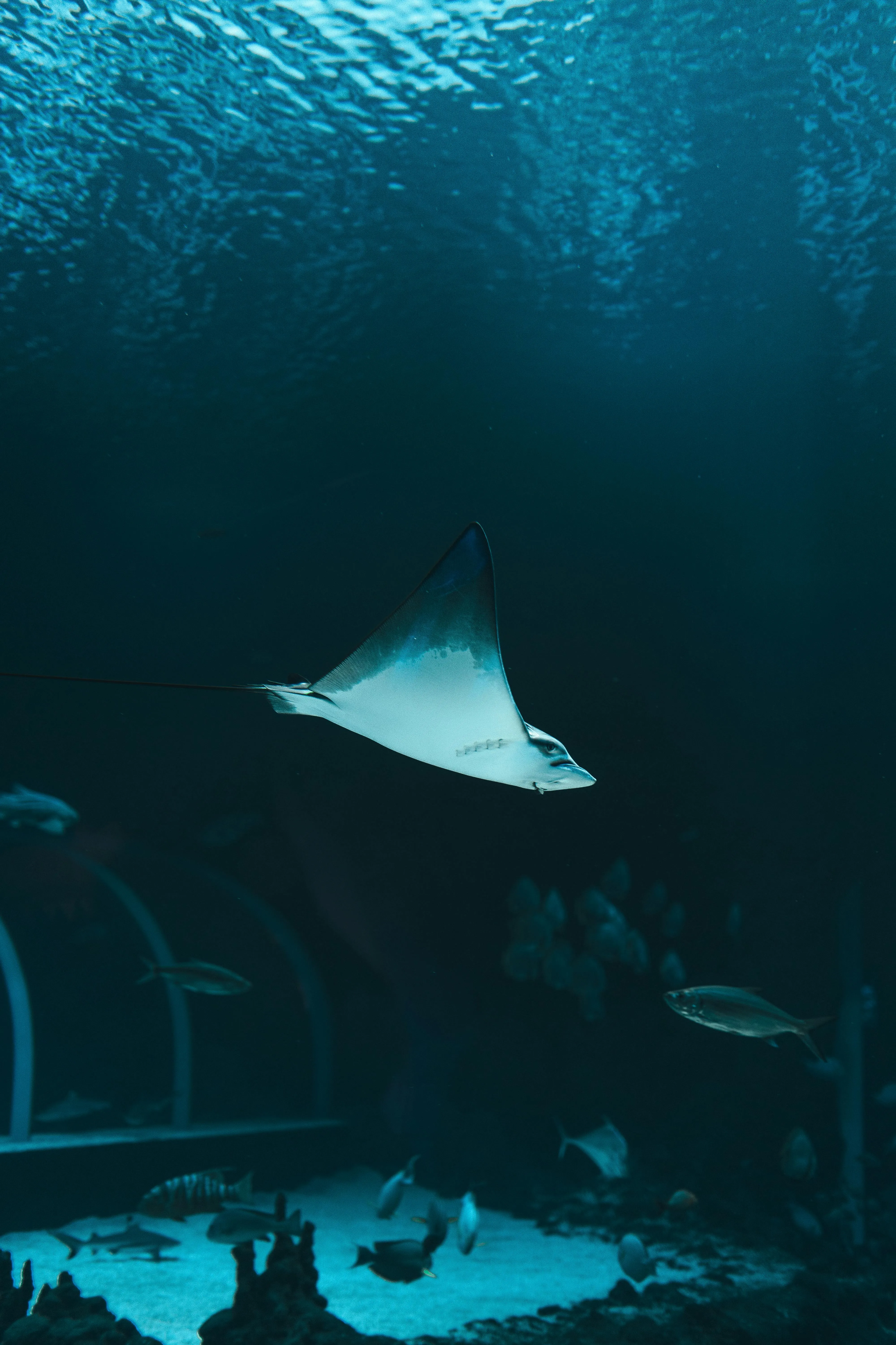 Stingray · Free